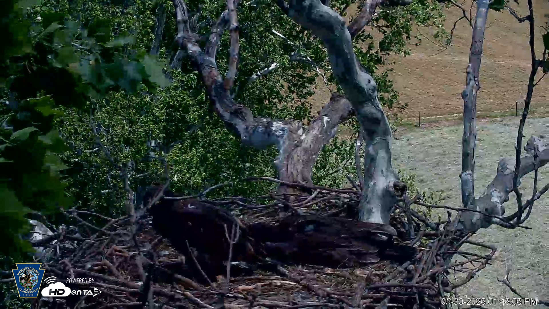 Snapshot of PA Farm Country Eagles Live Cams taken May 30, 2026, 1:47pm EDT