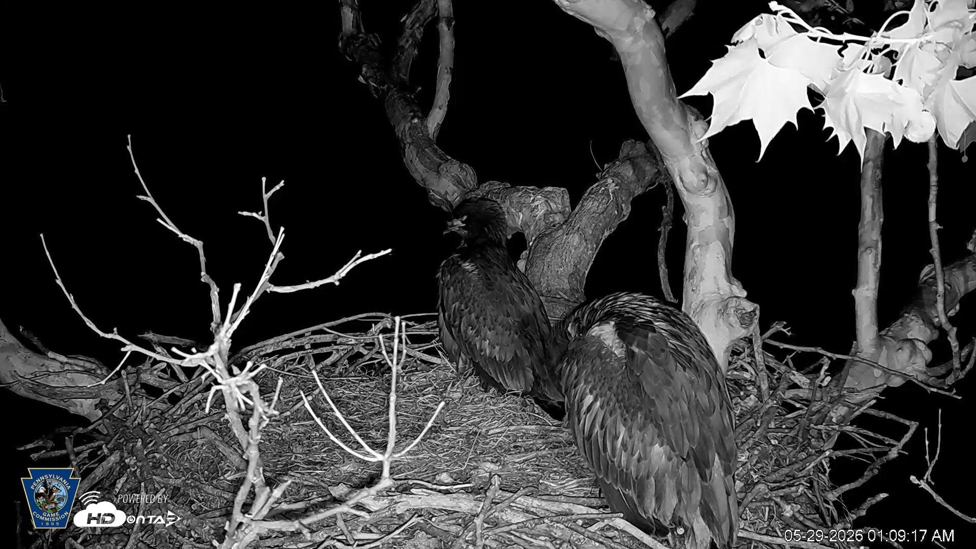 Snapshot of PA Farm Country Eagles Live Cams taken May 29, 2026, 1:10am EDT