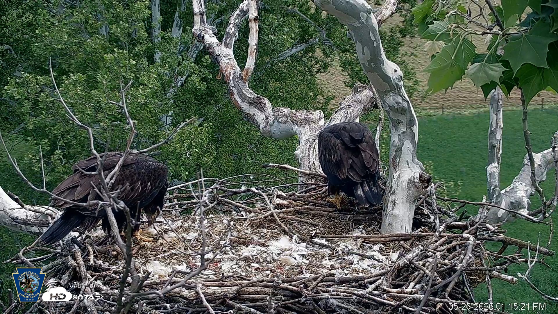 Snapshot of PA Farm Country Eagles Live Cams taken May 26, 2026, 1:16pm EDT