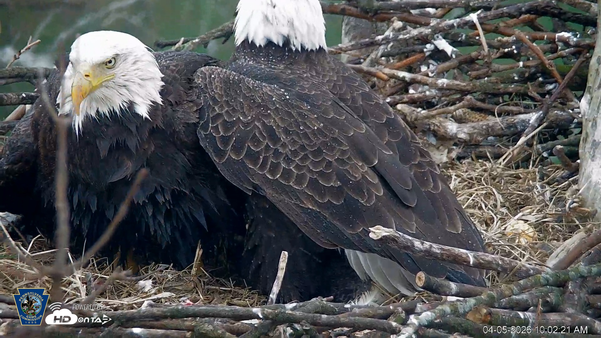 Snapshot of PA Farm Country Eagles Live Cams taken Apr 5, 2026, 10:03am EDT