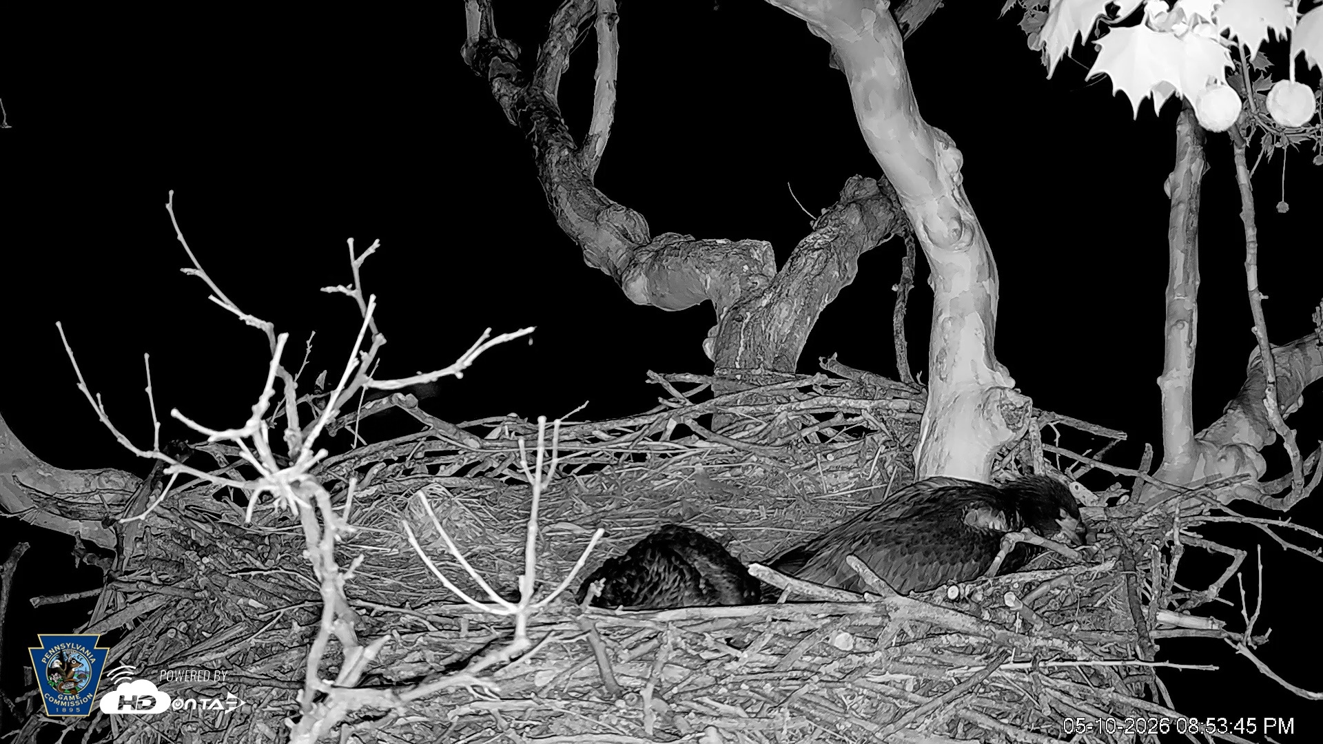 Snapshot of PA Farm Country Eagles Live Cams taken May 10, 2026, 8:54pm EDT