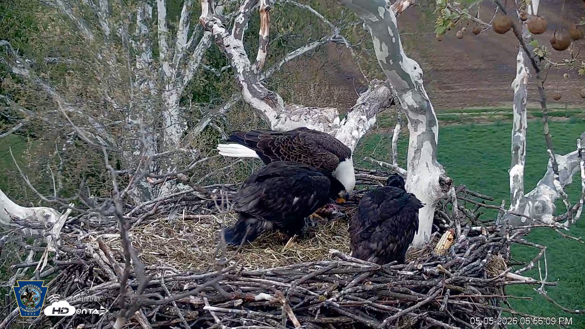 Snapshot of PA Farm Country Eagles Live Cams taken May 5, 2026, 6:58pm EDT