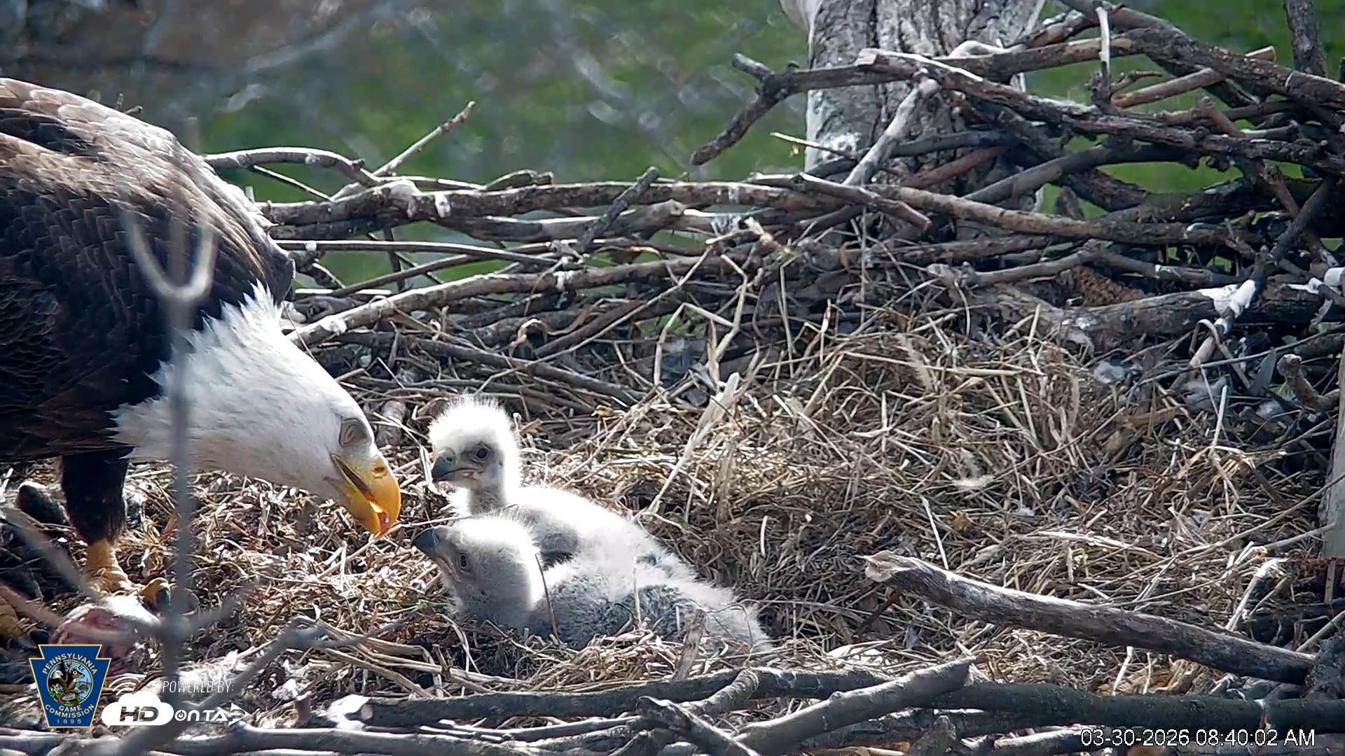 Snapshot of PA Farm Country Eagles Live Cams taken Mar 30, 2026, 8:41am EDT