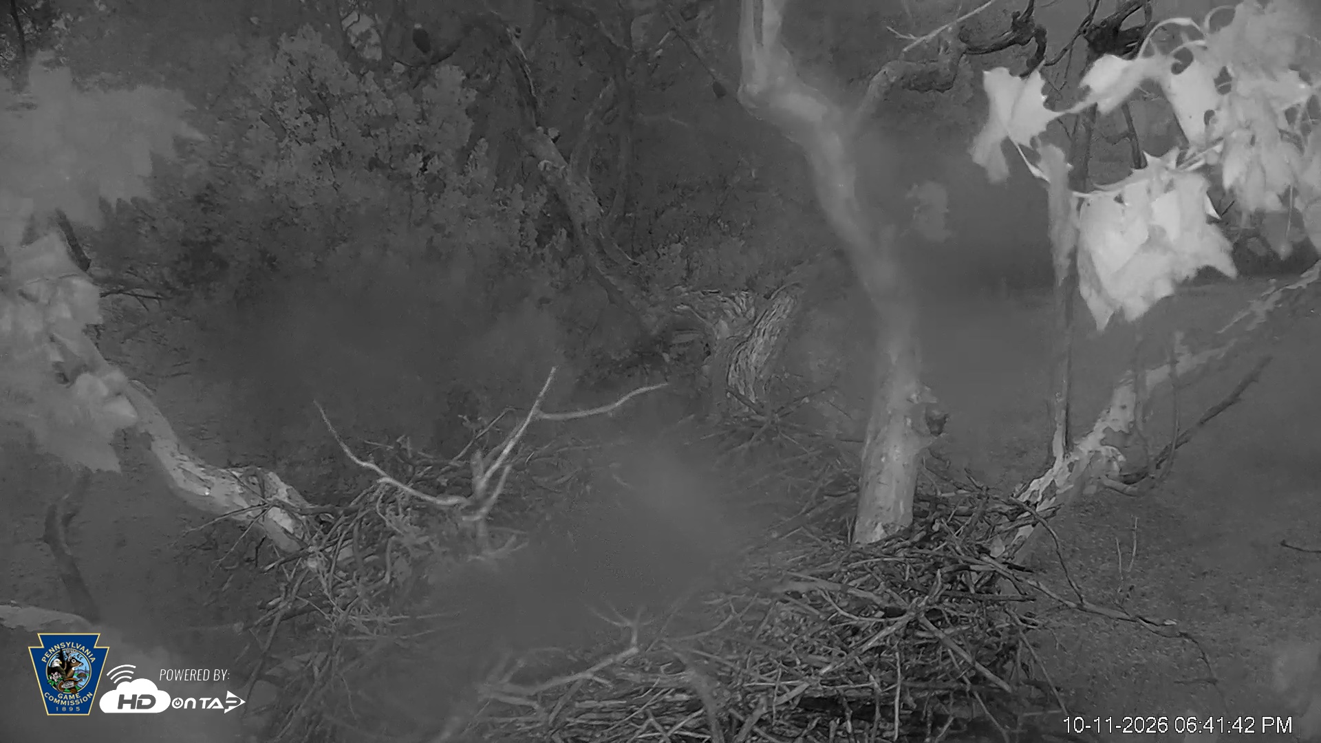 Snapshot of PA Farm Country Eagles Live Cams taken Oct 11, 2026, 6:42pm EDT