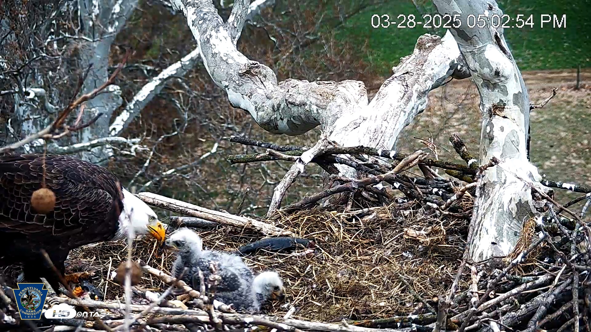 Snapshot of PA Farm Country Eagles Live Cams taken Mar 28, 2025, 5:03pm EDT