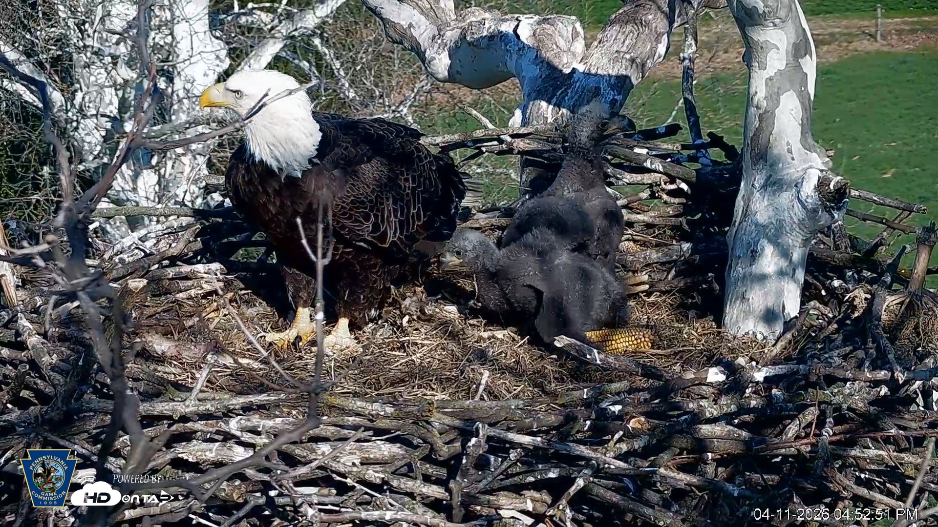 Snapshot of PA Farm Country Eagles Live Cams taken Apr 11, 2026, 4:53pm EDT