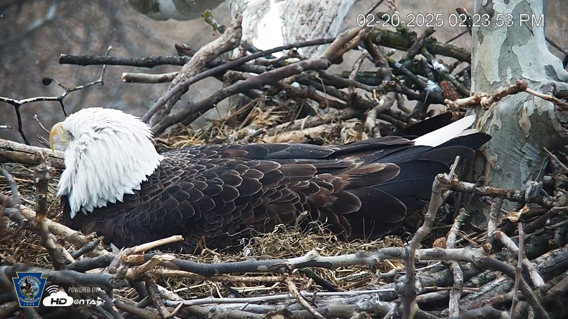 Snapshot of PA Farm Country Eagles Live Cams taken Feb 20, 2025, 2:24pm EST