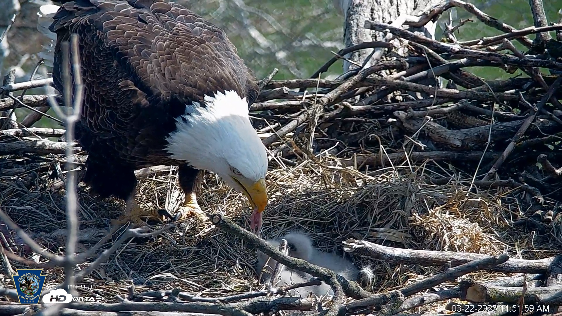 Snapshot of PA Farm Country Eagles Live Cams taken Mar 22, 2026, 11:52am EDT