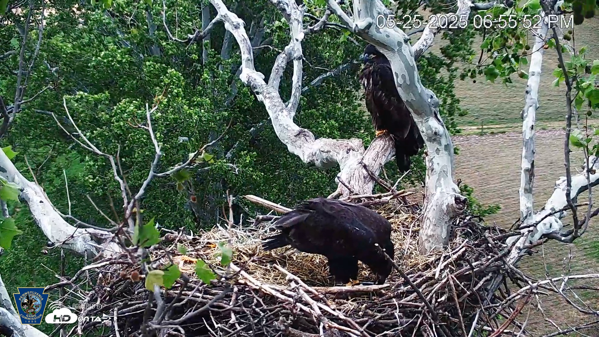 Snapshot of PA Farm Country Eagles Live Cams taken May 25, 2025, 6:56pm EDT