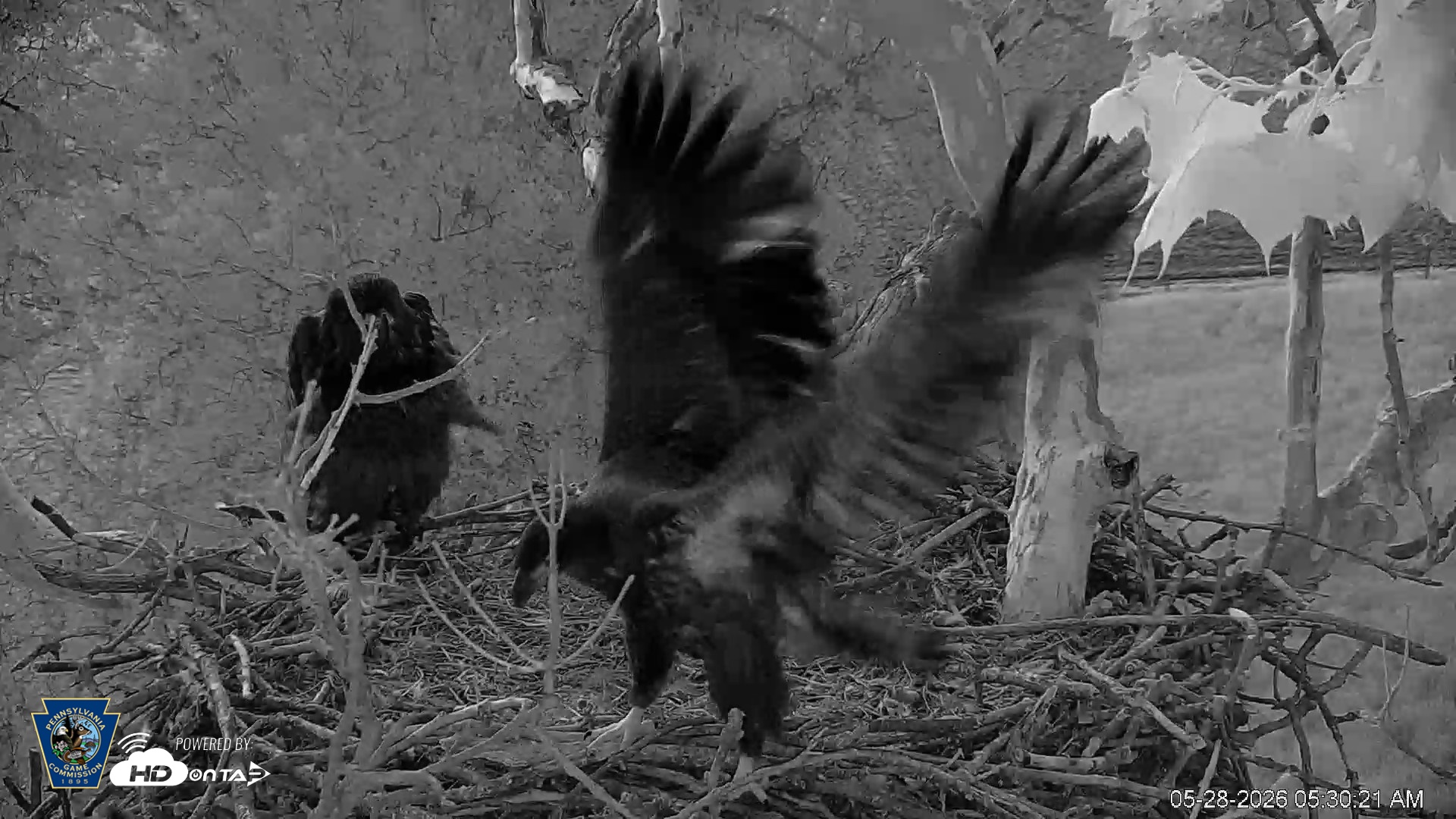Snapshot of PA Farm Country Eagles Live Cams taken May 28, 2026, 5:32am EDT