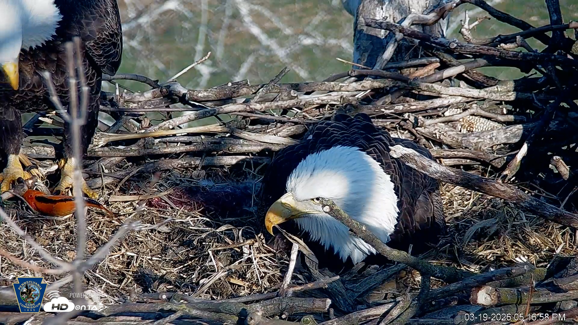 Snapshot of PA Farm Country Eagles Live Cams taken Mar 19, 2026, 5:18pm EDT