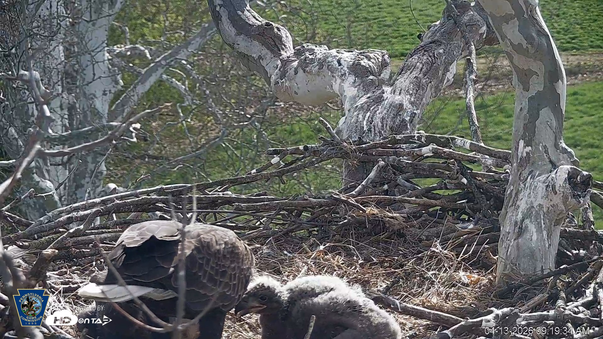 Snapshot of PA Farm Country Eagles Live Cams taken Apr 13, 2026, 9:20am EDT