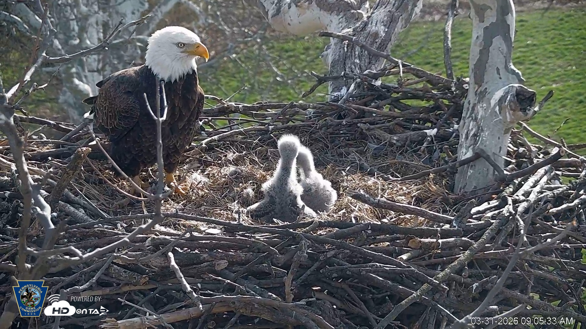 Snapshot of PA Farm Country Eagles Live Cams taken Mar 31, 2026, 9:06am EDT