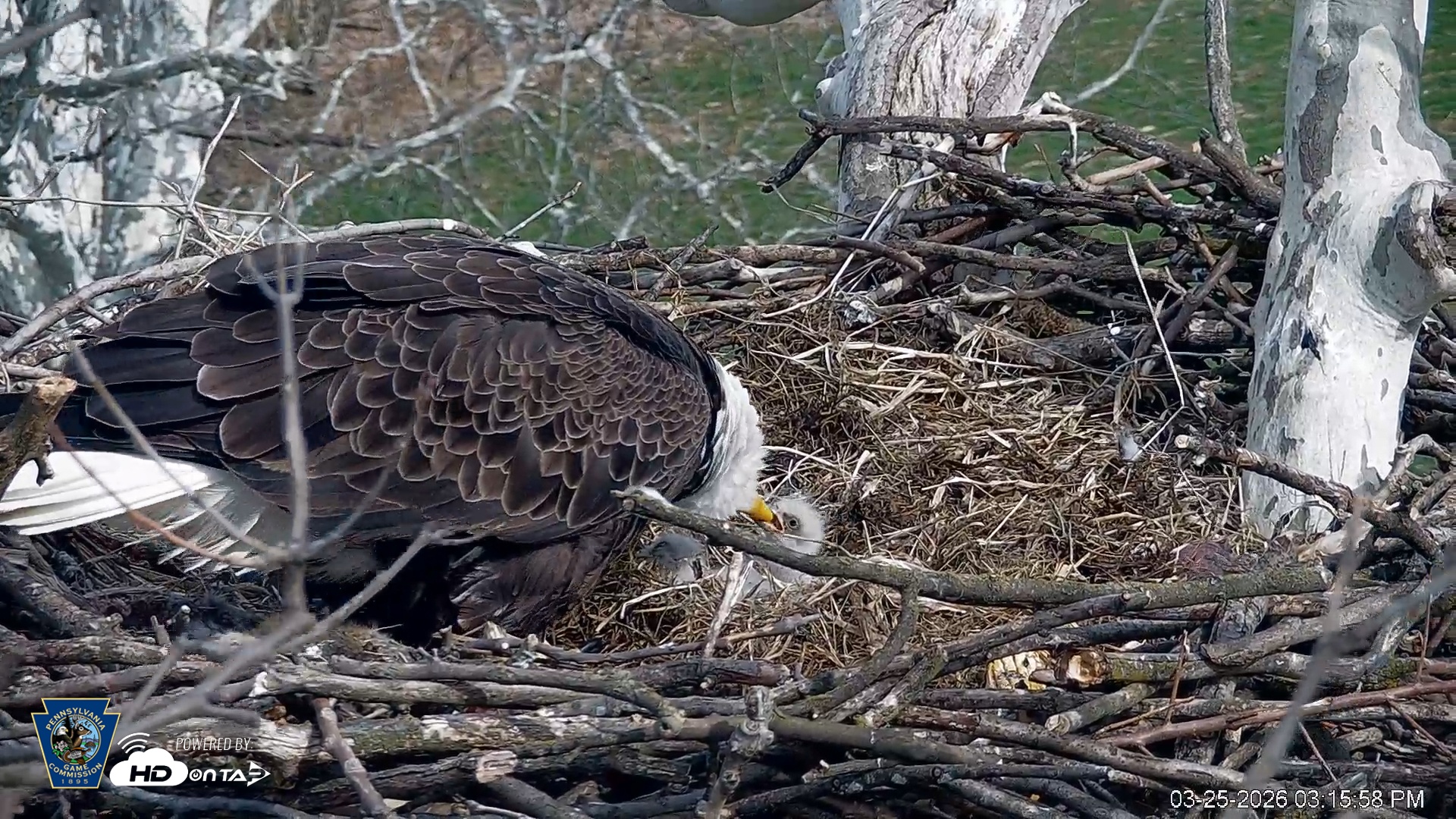 Snapshot of PA Farm Country Eagles Live Cams taken Mar 25, 2026, 3:16pm EDT