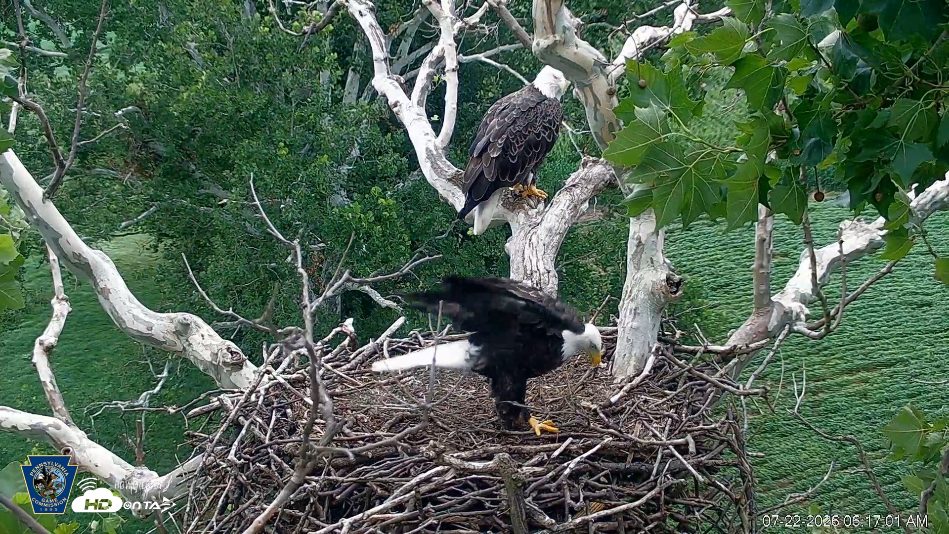 Snapshot of PA Farm Country Eagles Live Cams taken Jul 22, 2026, 6:18am EDT