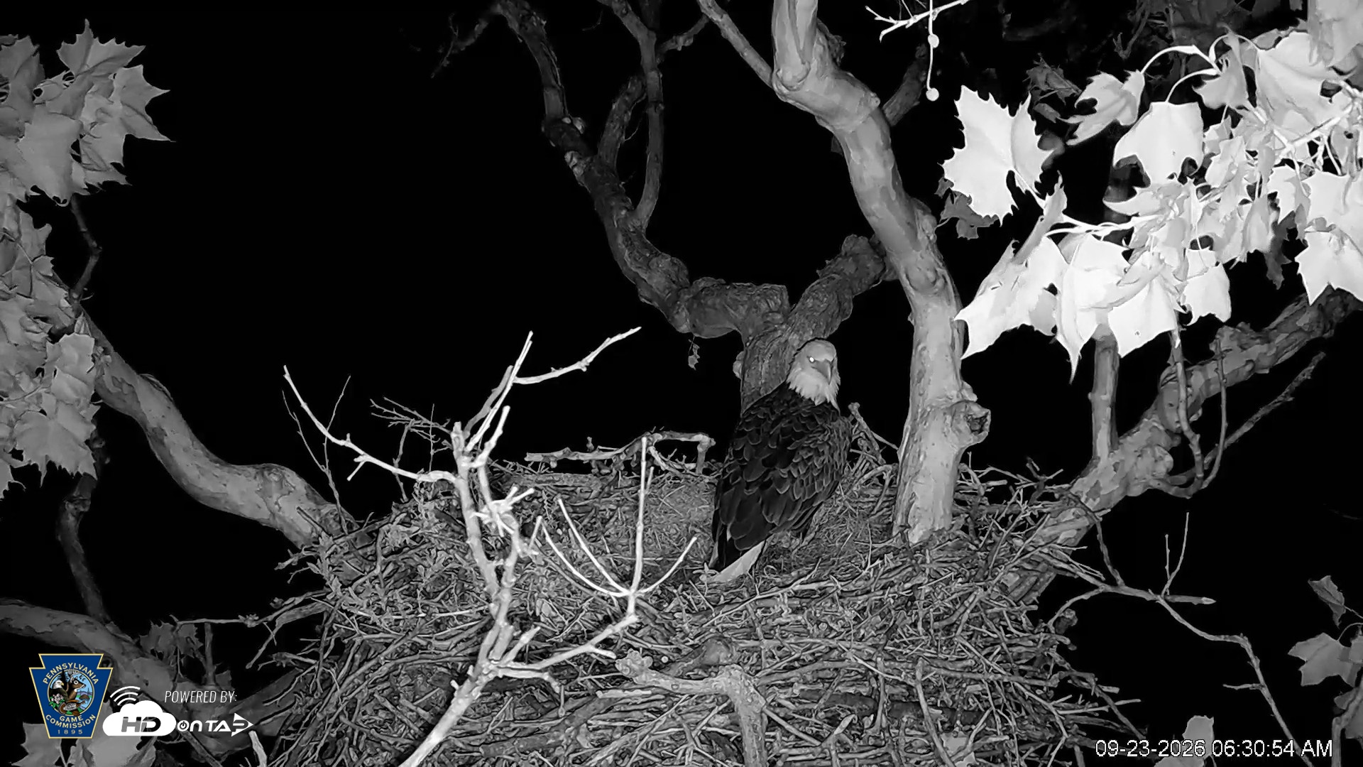 Snapshot of PA Farm Country Eagles Live Cams taken Sep 23, 2026, 6:32am EDT
