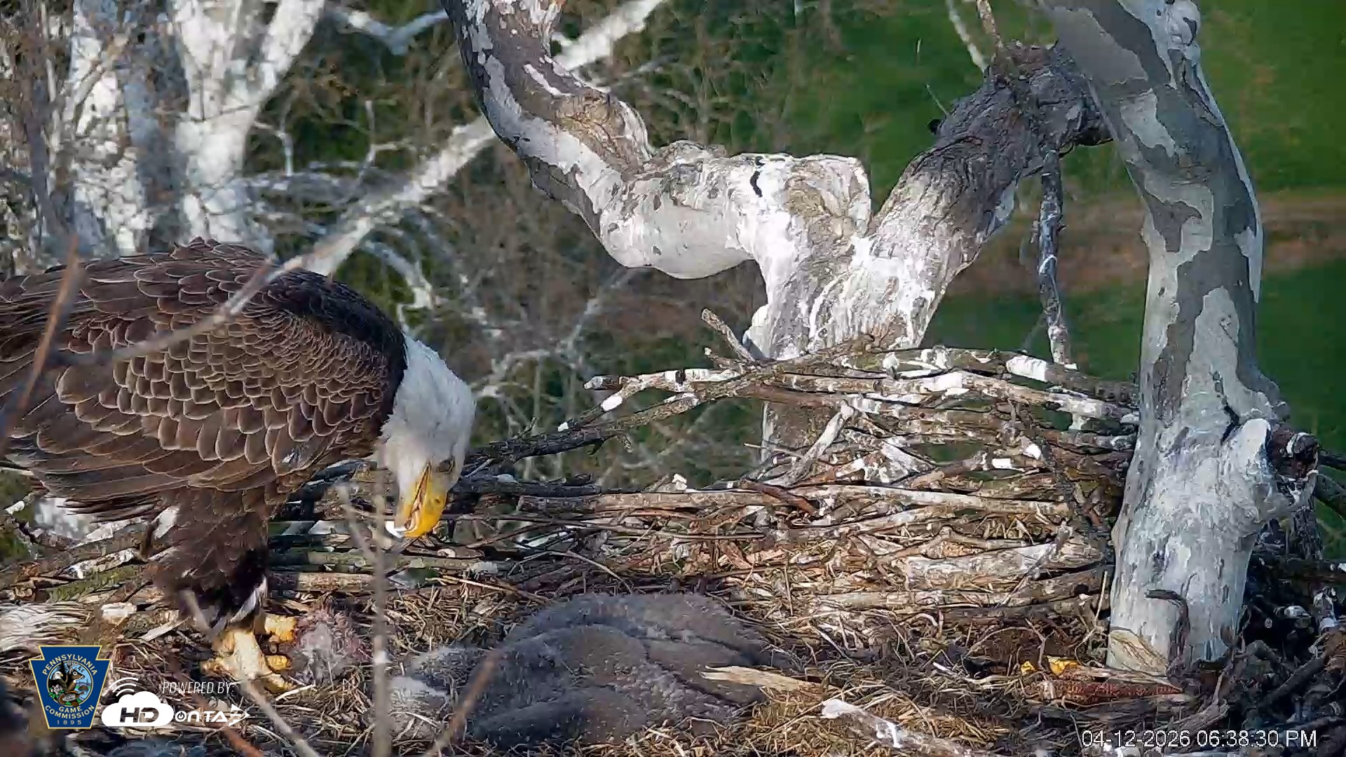 Snapshot of PA Farm Country Eagles Live Cams taken Apr 12, 2026, 6:39pm EDT