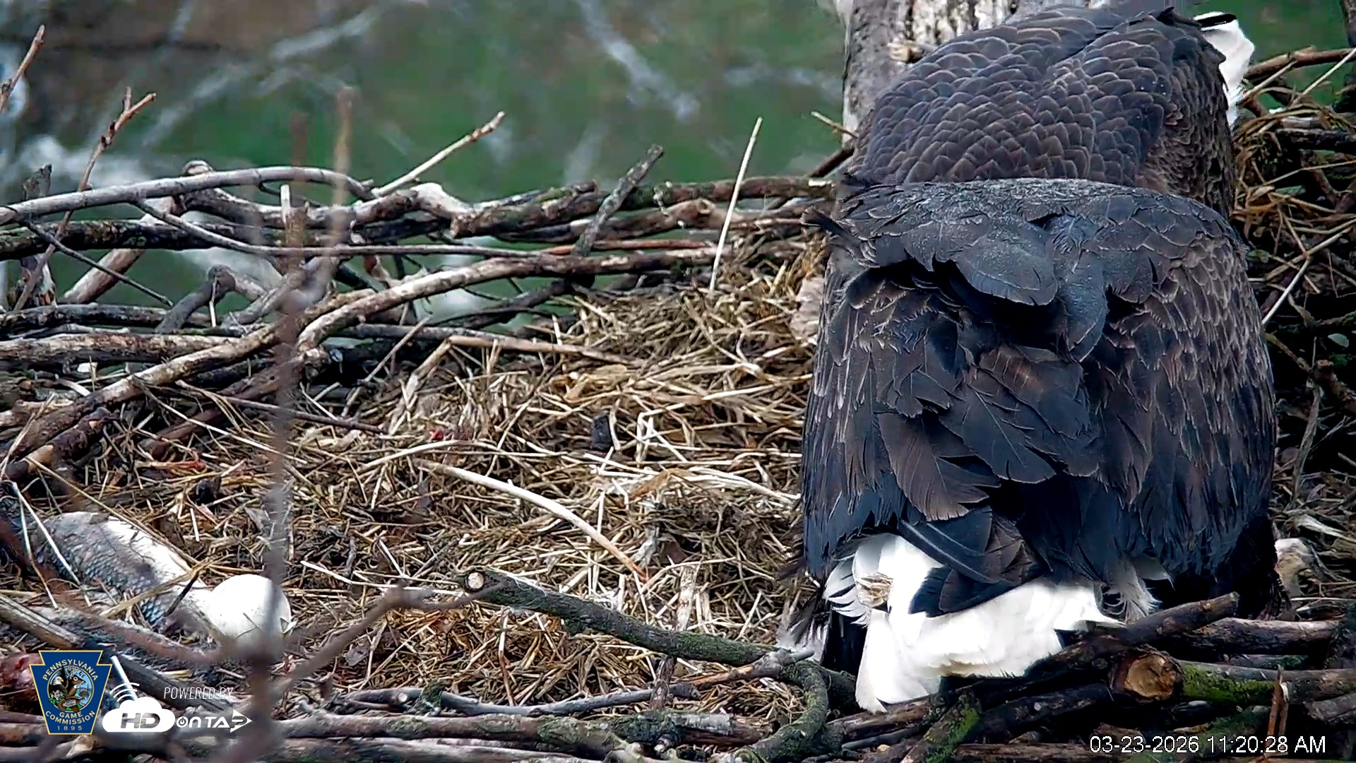 Snapshot of PA Farm Country Eagles Live Cams taken Mar 23, 2026, 11:21am EDT