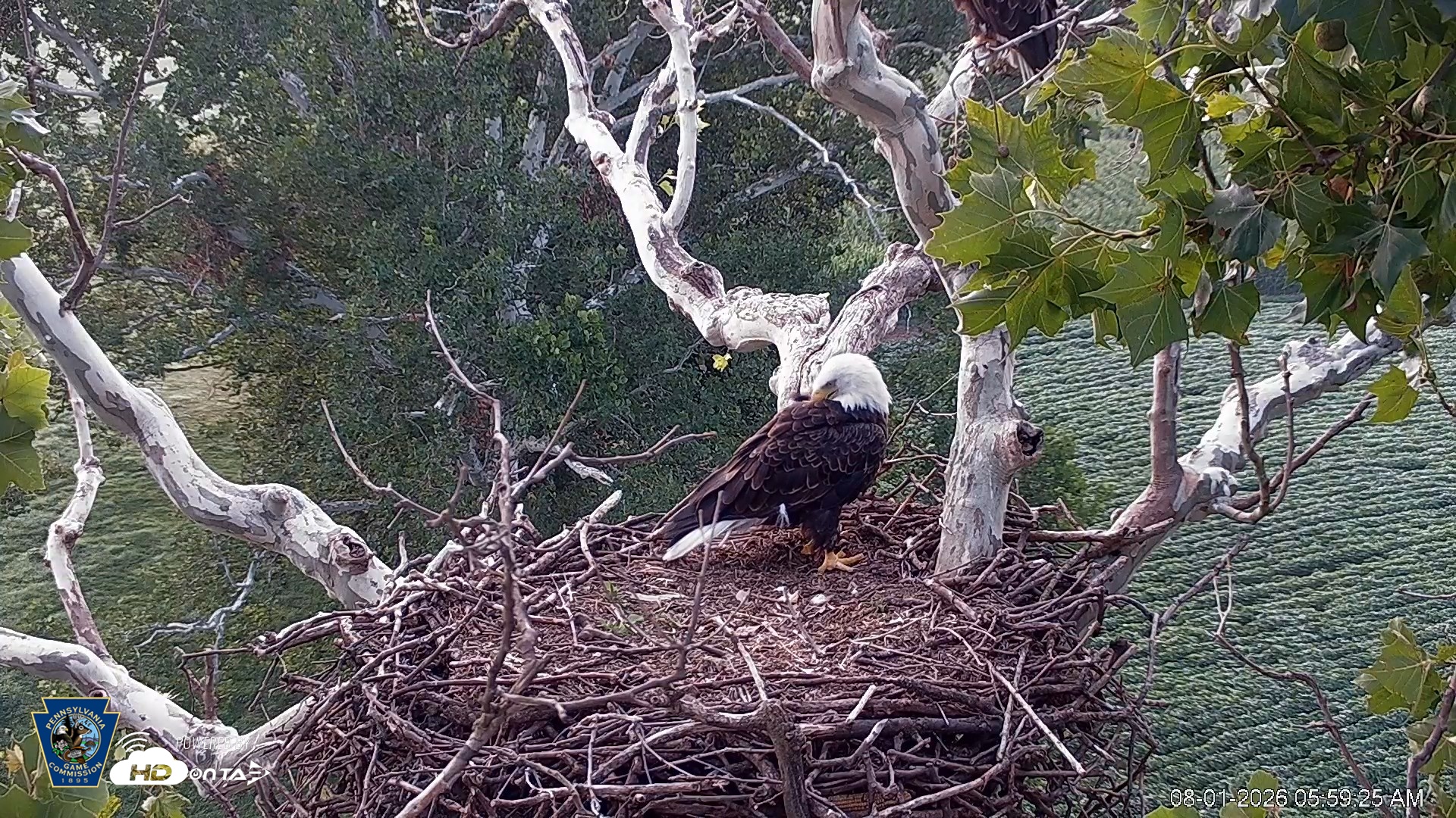 Snapshot of PA Farm Country Eagles Live Cams taken Aug 1, 2026, 6:00am EDT