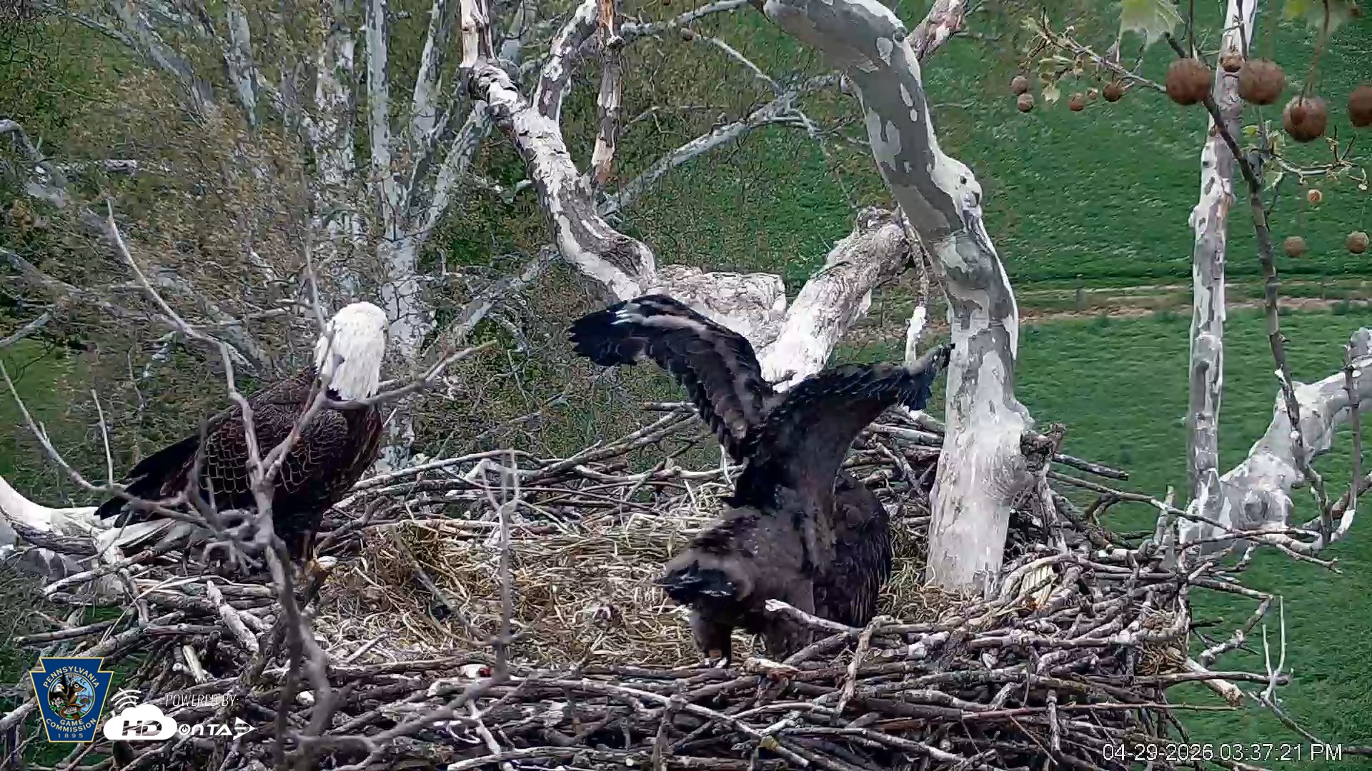 Snapshot of PA Farm Country Eagles Live Cams taken Apr 29, 2026, 3:38pm EDT