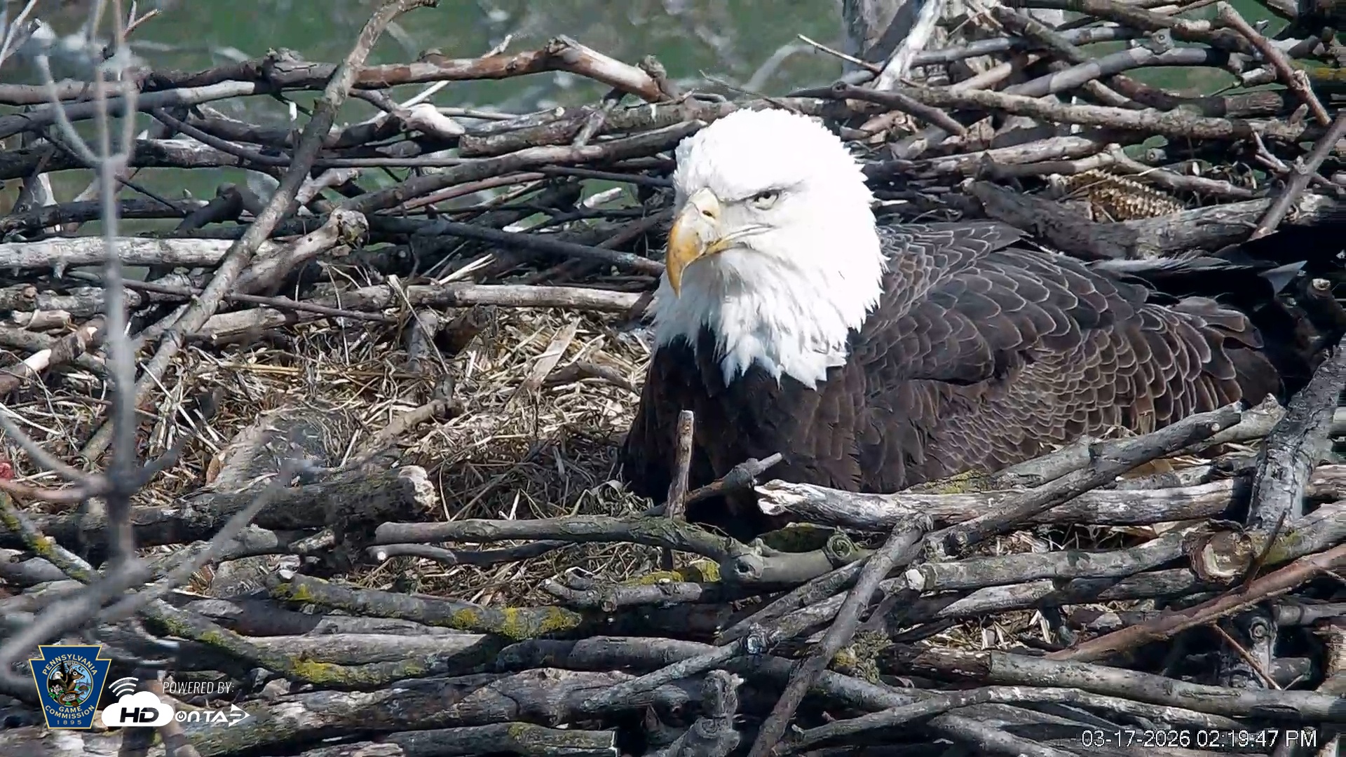 Snapshot of PA Farm Country Eagles Live Cams taken Mar 17, 2026, 2:20pm EDT