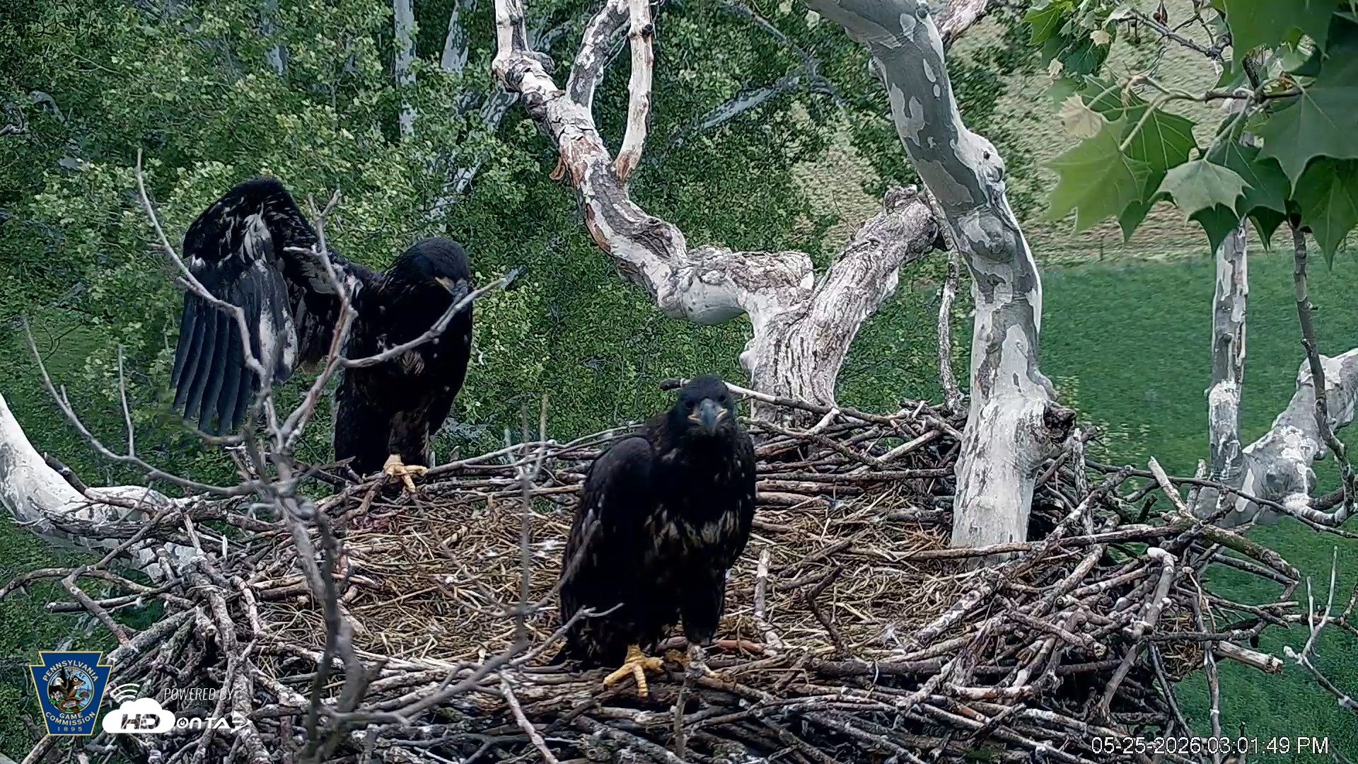 Snapshot of PA Farm Country Eagles Live Cams taken May 25, 2026, 3:02pm EDT