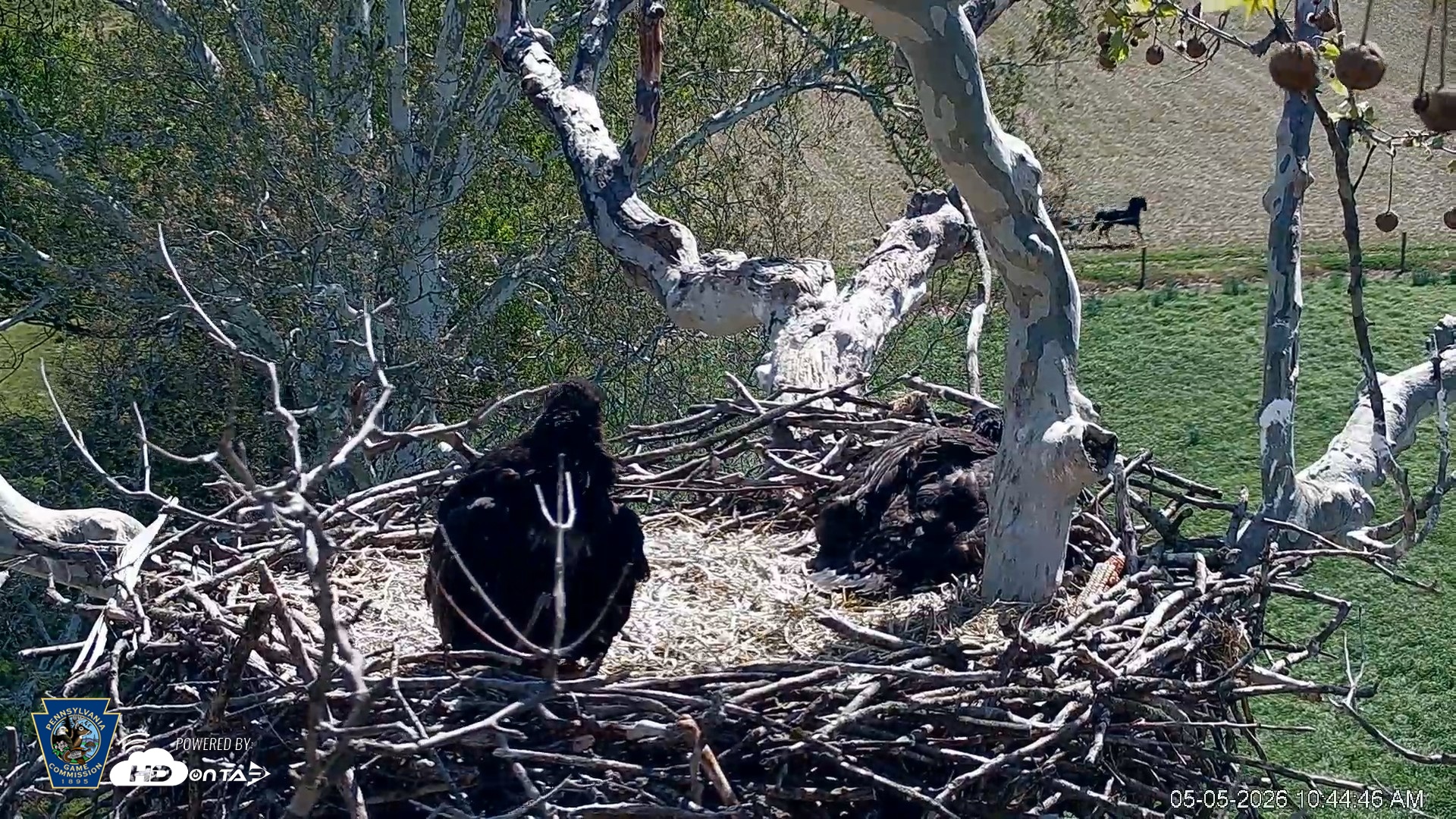 Snapshot of PA Farm Country Eagles Live Cams taken May 5, 2026, 10:45am EDT