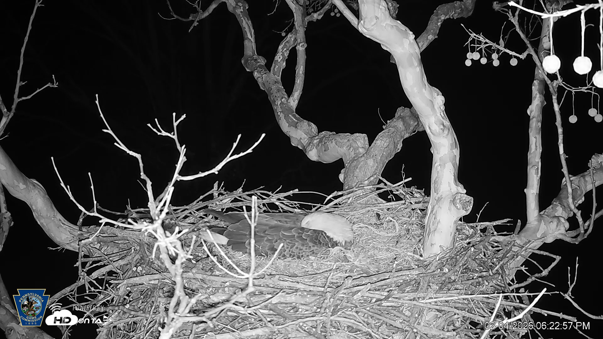 Snapshot of PA Farm Country Eagles Live Cams taken Feb 4, 2026, 6:23pm EST