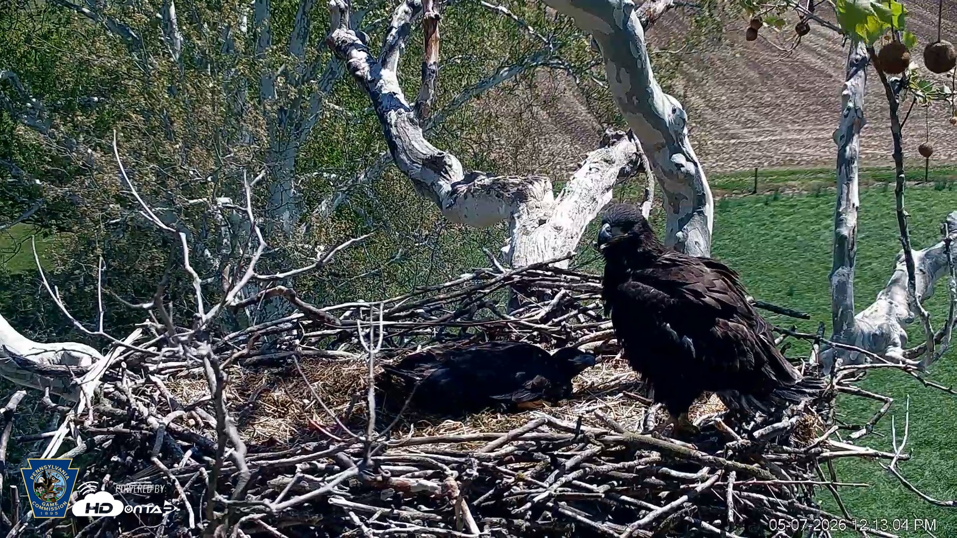 Snapshot of PA Farm Country Eagles Live Cams taken May 7, 2026, 12:14pm EDT