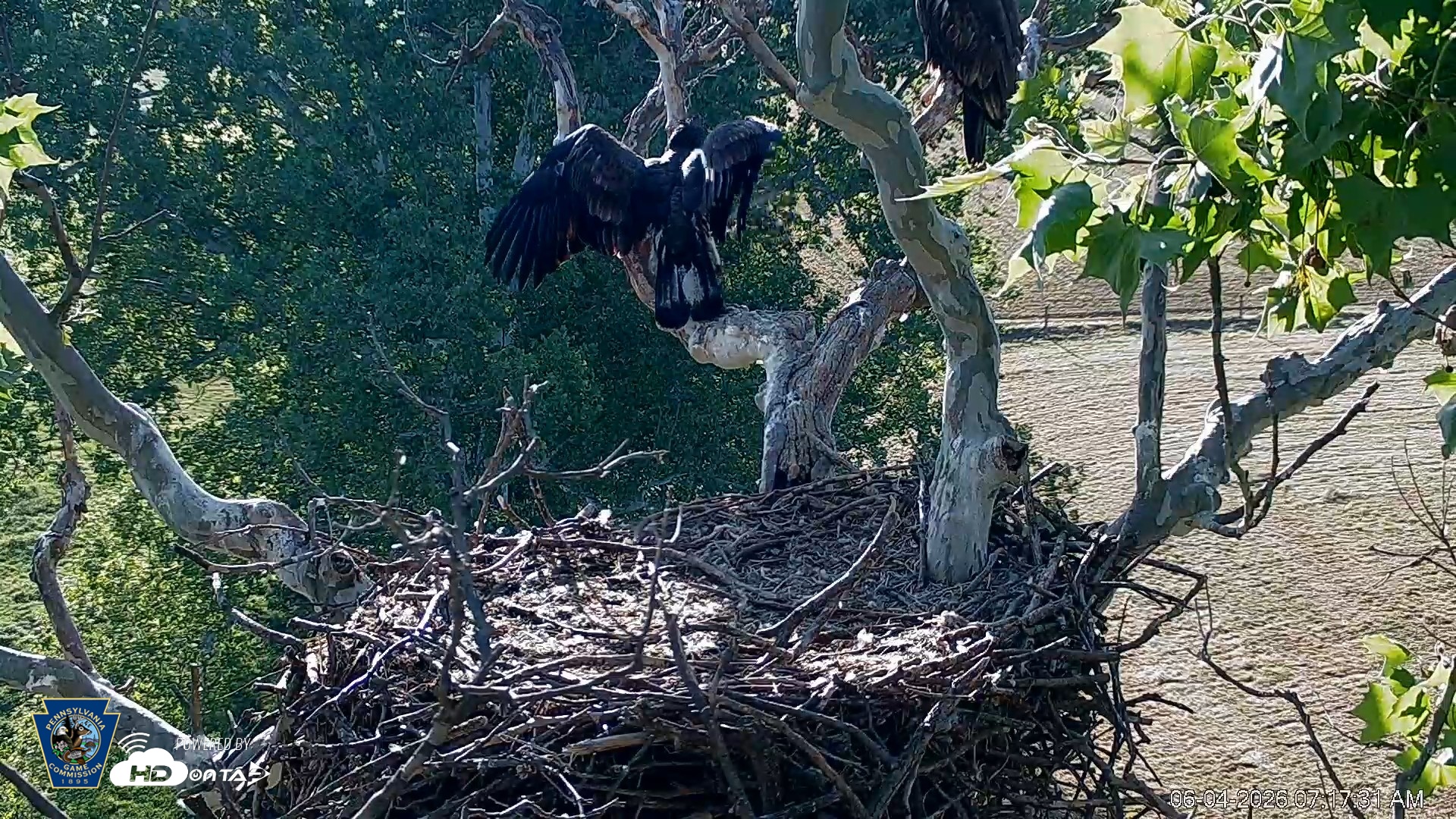 Snapshot of PA Farm Country Eagles Live Cams taken Jun 4, 2026, 7:18am EDT