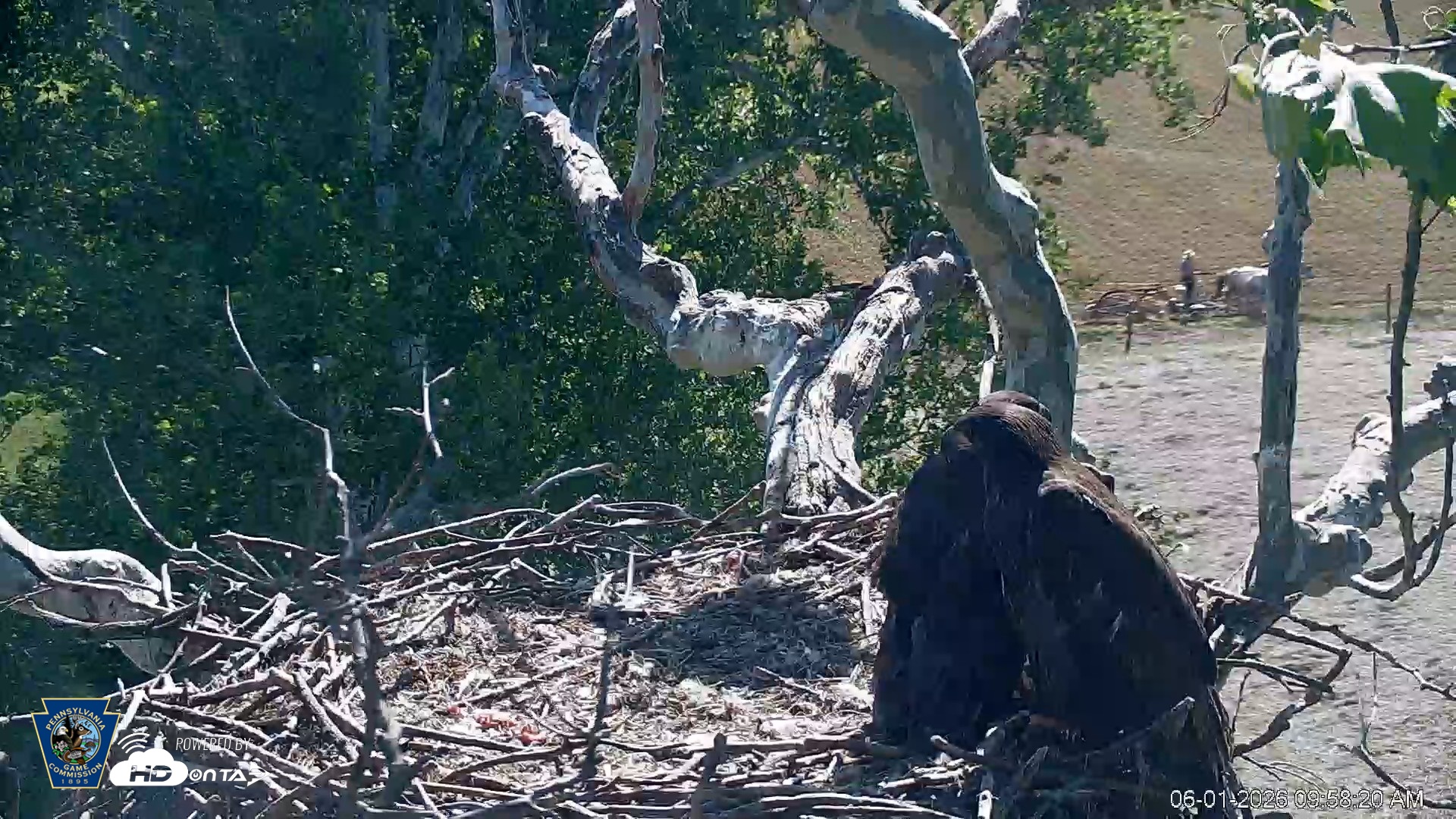 Snapshot of PA Farm Country Eagles Live Cams taken Jun 1, 2026, 9:59am EDT