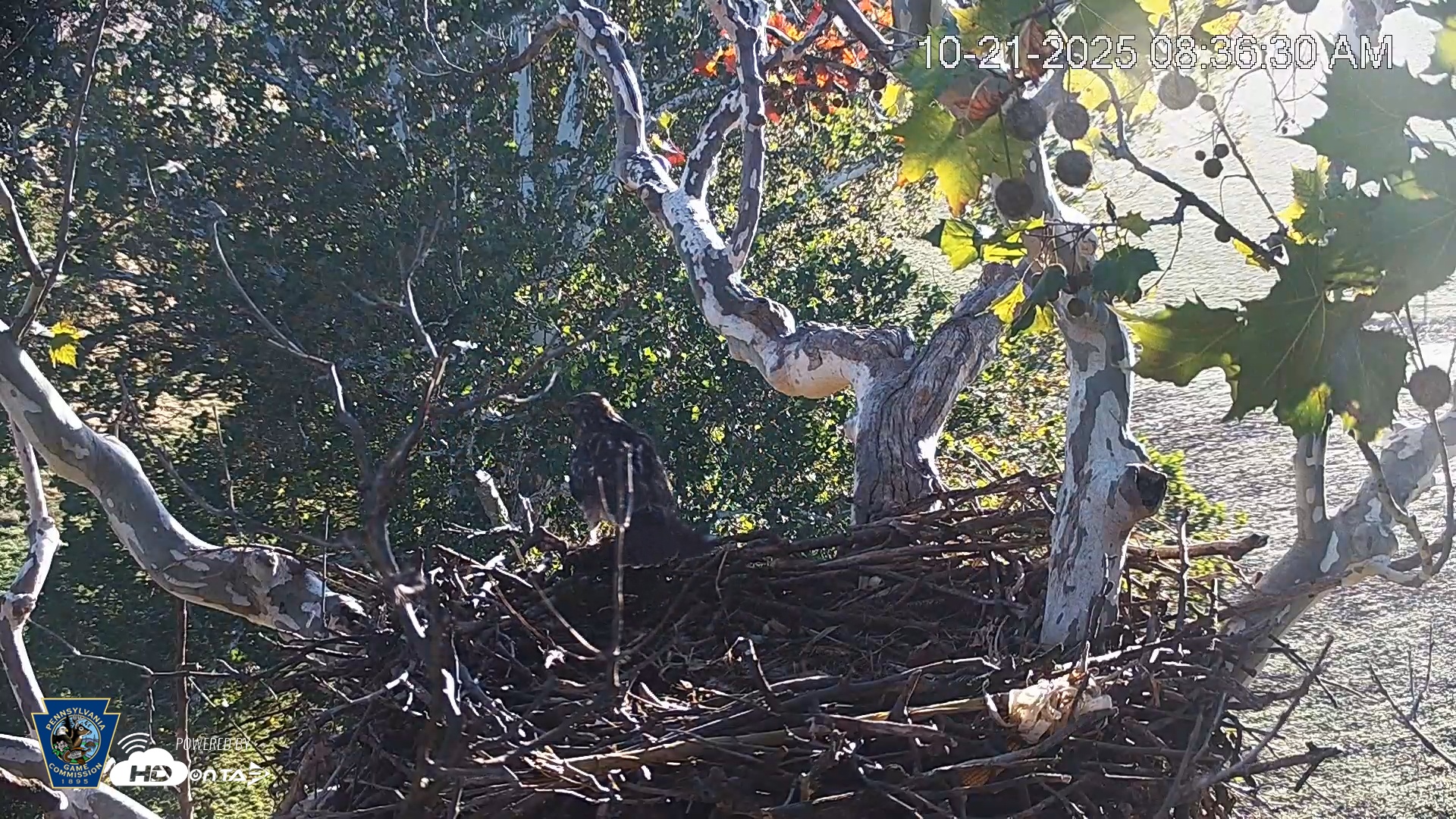 Snapshot of PA Farm Country Eagles Live Cams taken Oct 21, 2025, 8:37am EDT