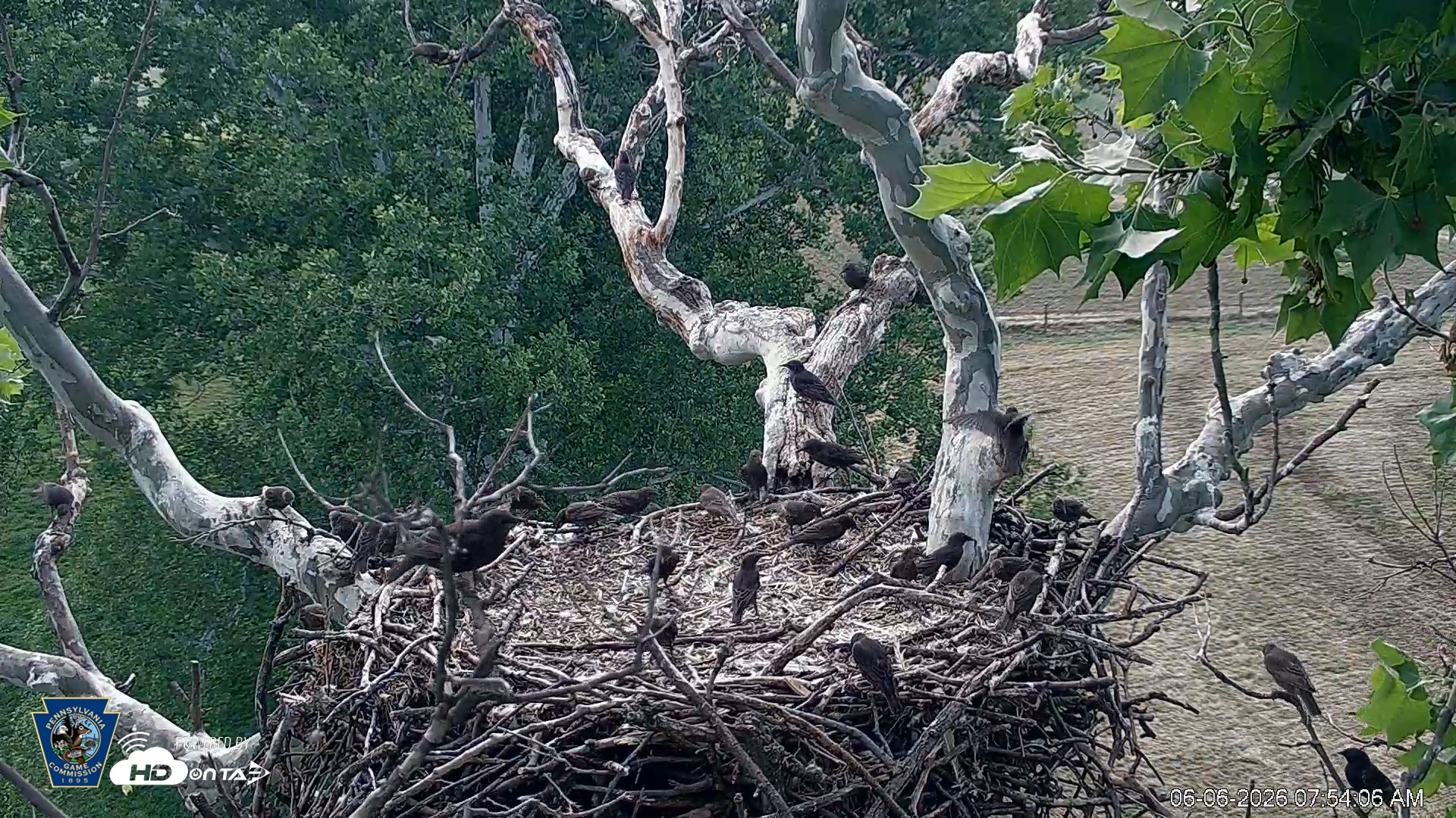 Snapshot of PA Farm Country Eagles Live Cams taken Jun 6, 2026, 7:54am EDT