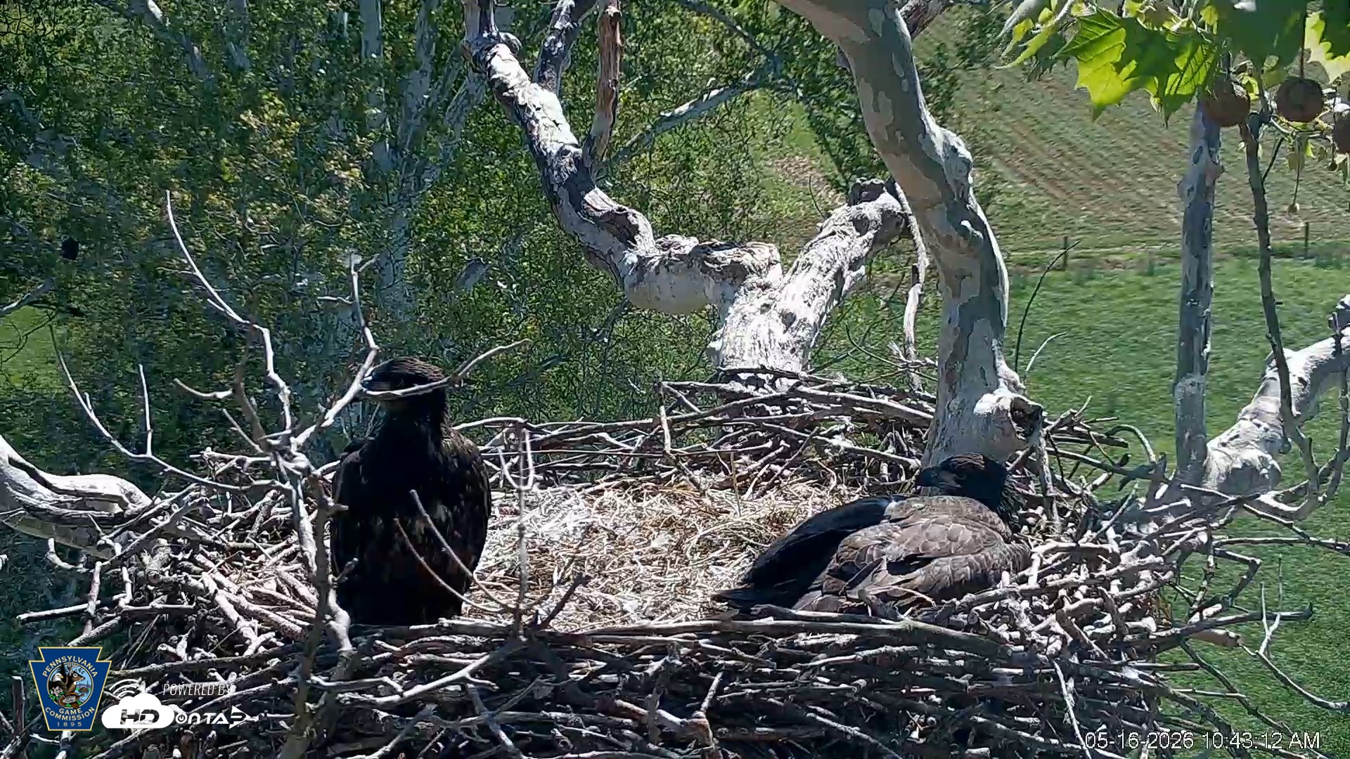 Snapshot of PA Farm Country Eagles Live Cams taken May 16, 2026, 10:44am EDT