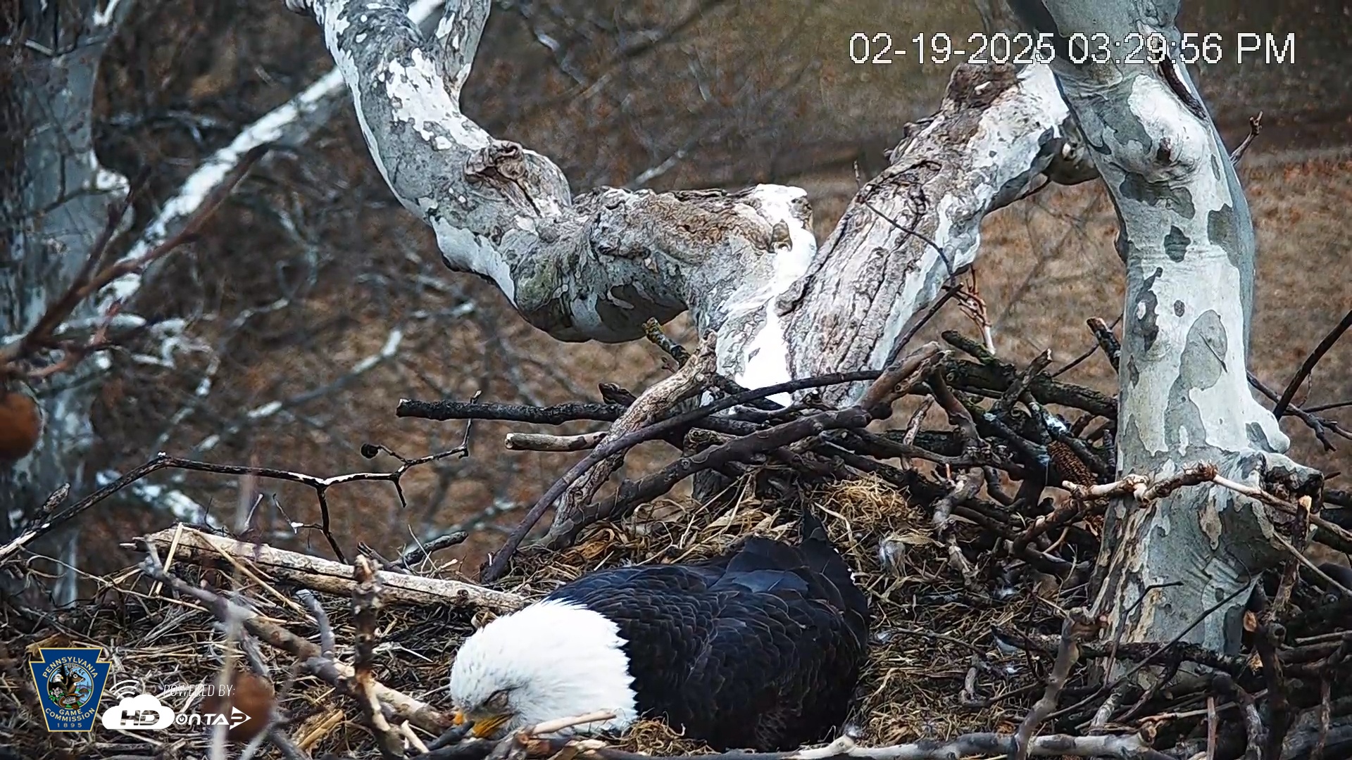 Snapshot of PA Farm Country Eagles Live Cams taken Feb 19, 2025, 3:31pm EST