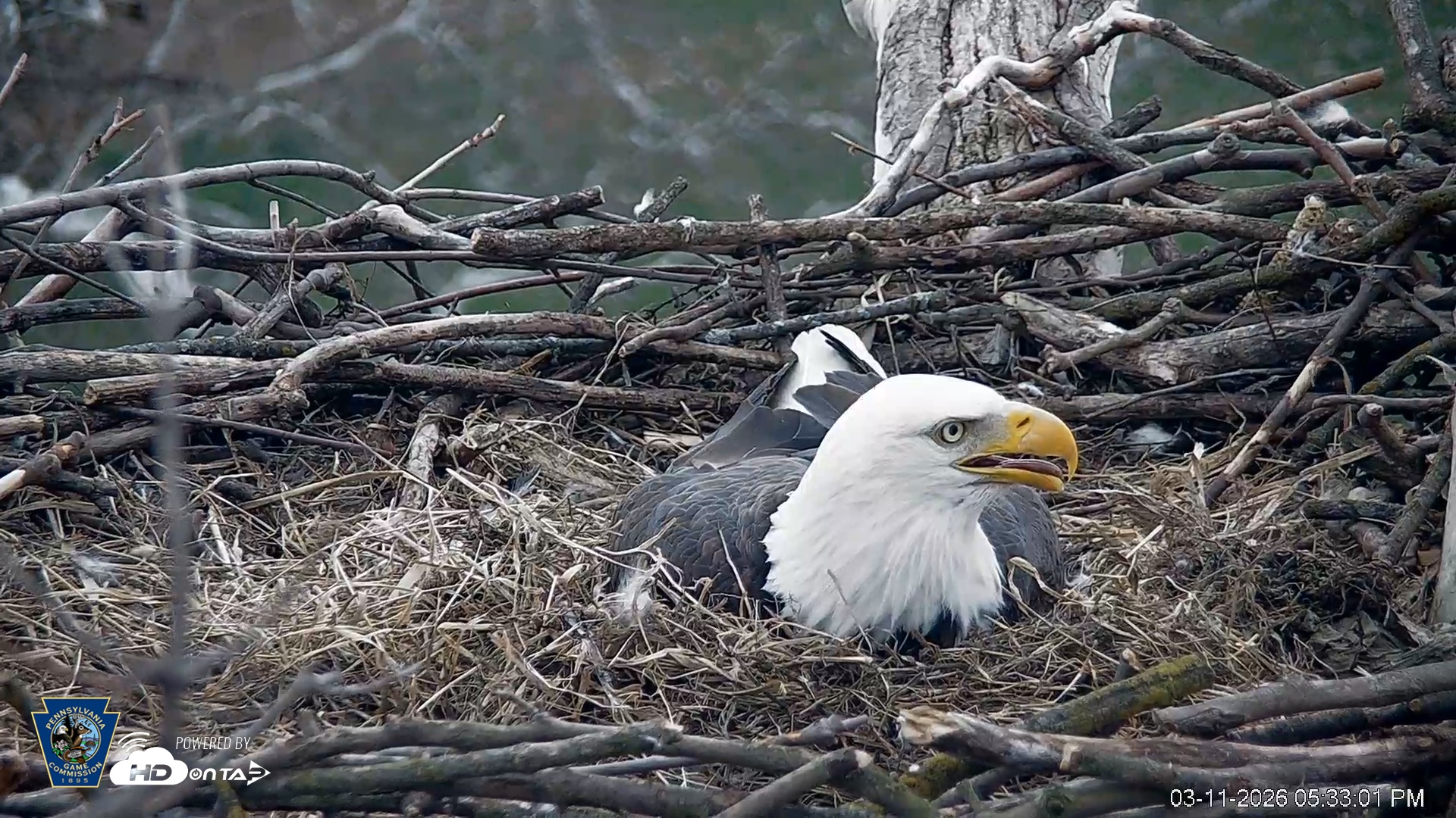Snapshot of PA Farm Country Eagles Live Cams taken Mar 11, 2026, 5:33pm EDT