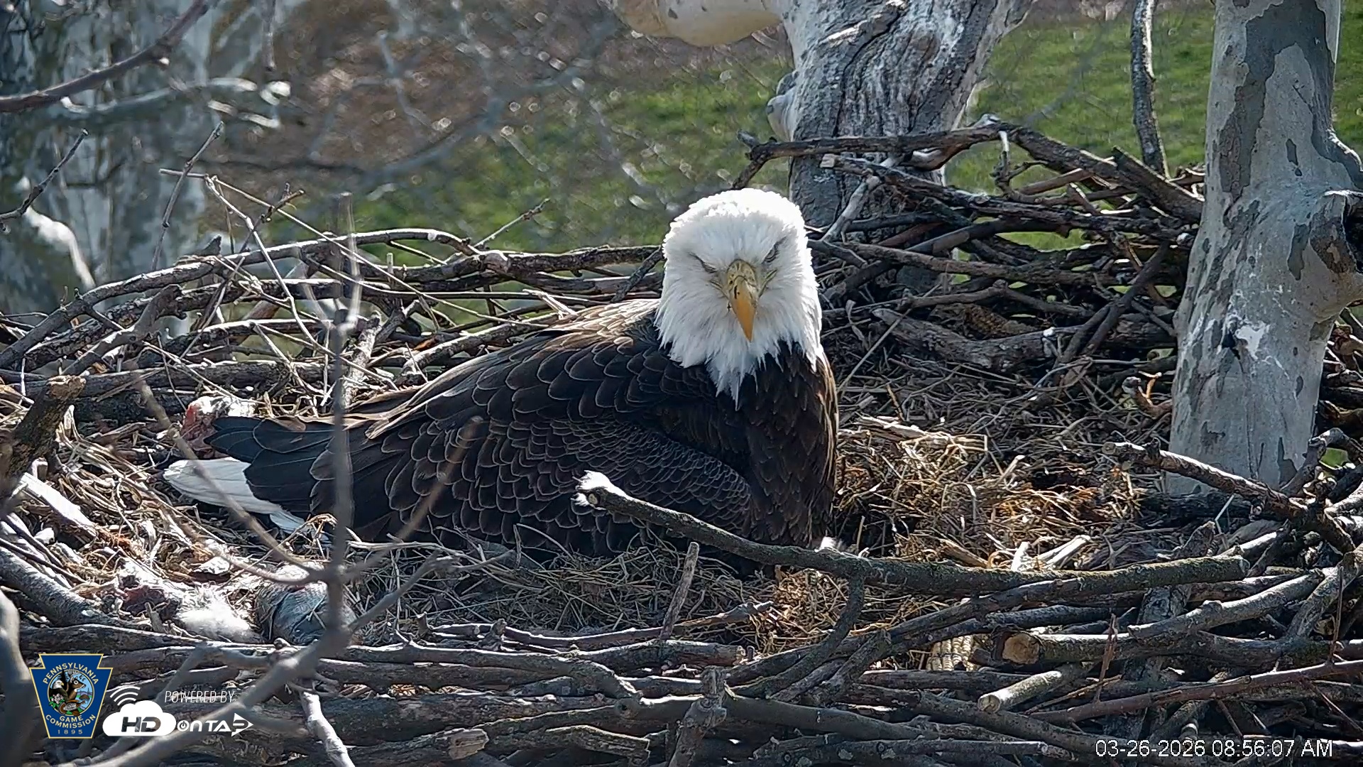 Snapshot of PA Farm Country Eagles Live Cams taken Mar 26, 2026, 8:56am EDT