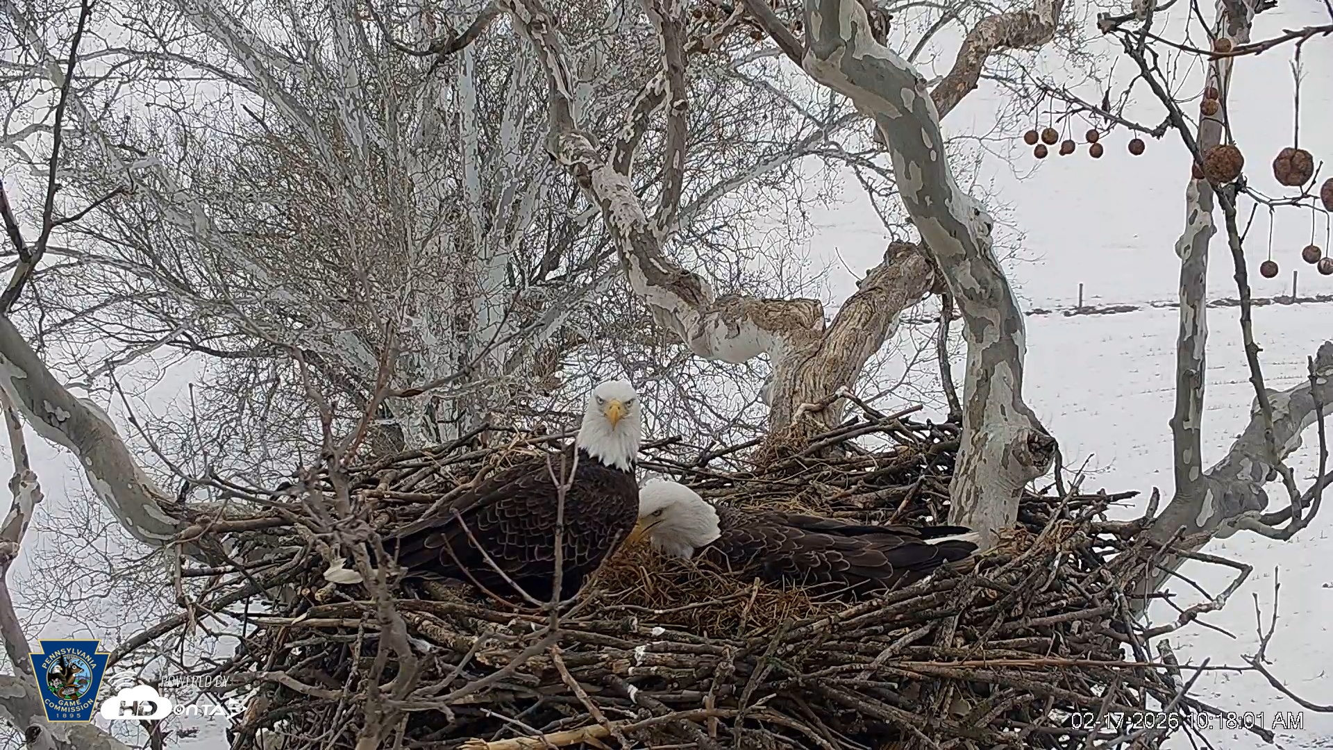 Snapshot of PA Farm Country Eagles Live Cams taken Feb 17, 2026, 10:18am EST