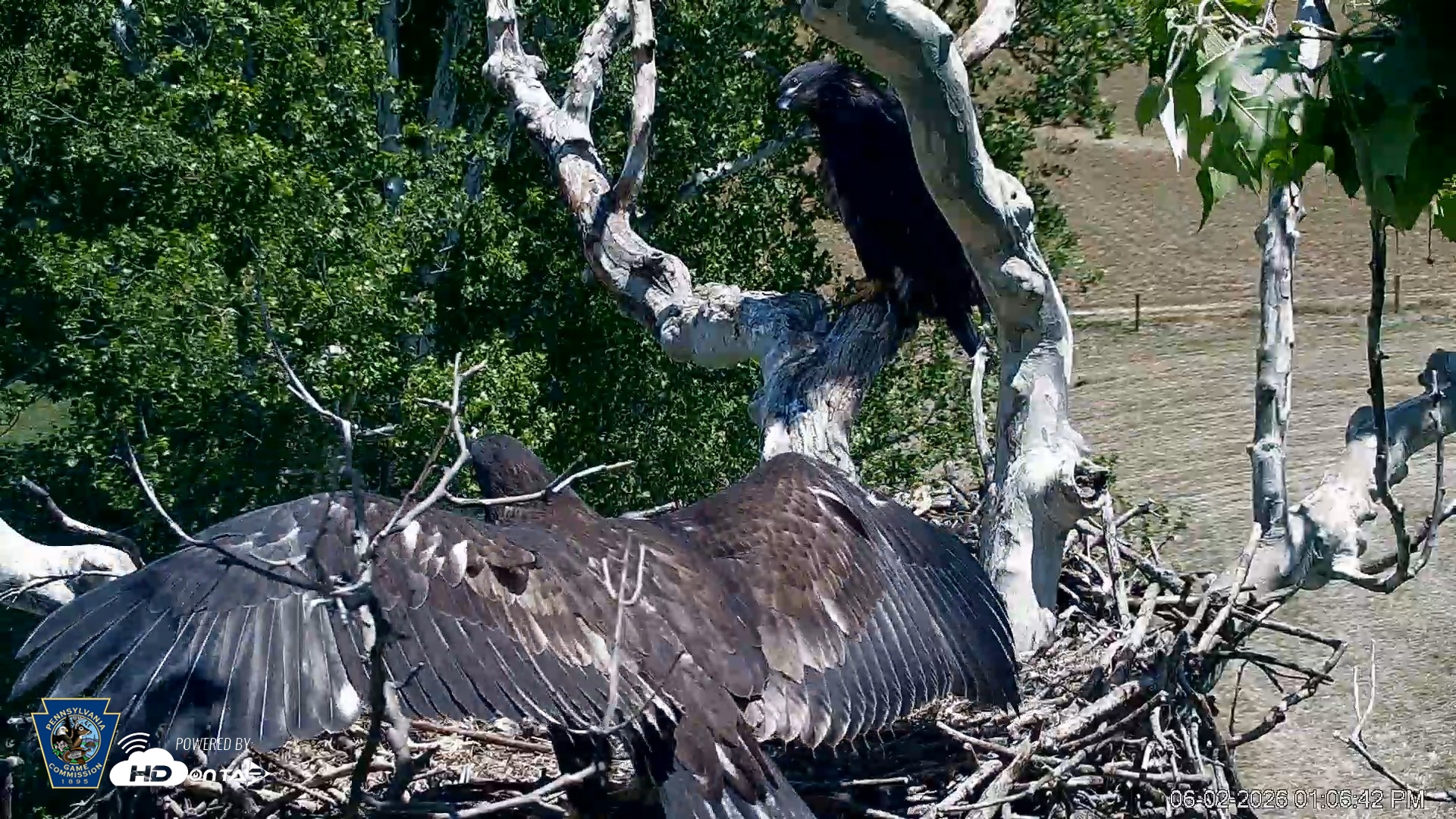 Snapshot of PA Farm Country Eagles Live Cams taken Jun 2, 2026, 1:07pm EDT