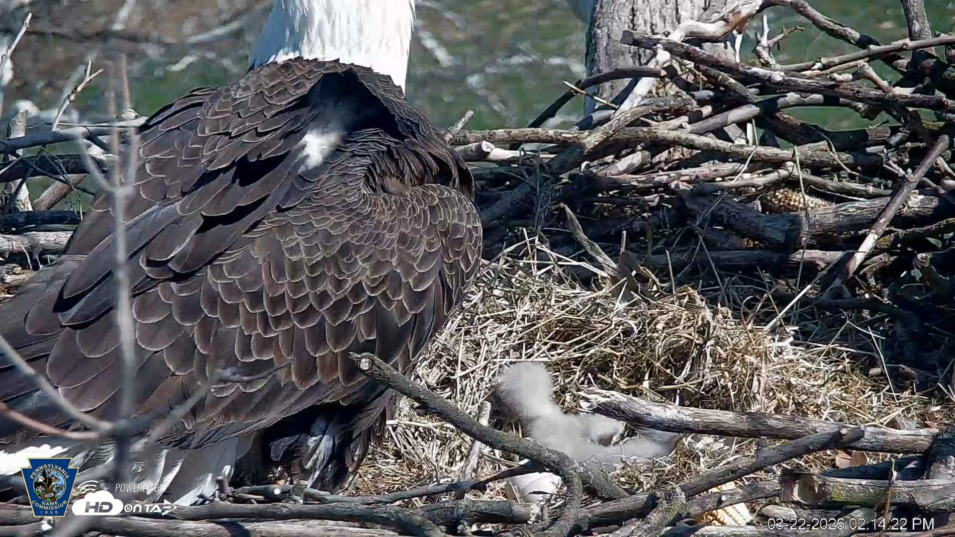Snapshot of PA Farm Country Eagles Live Cams taken Mar 22, 2026, 2:15pm EDT