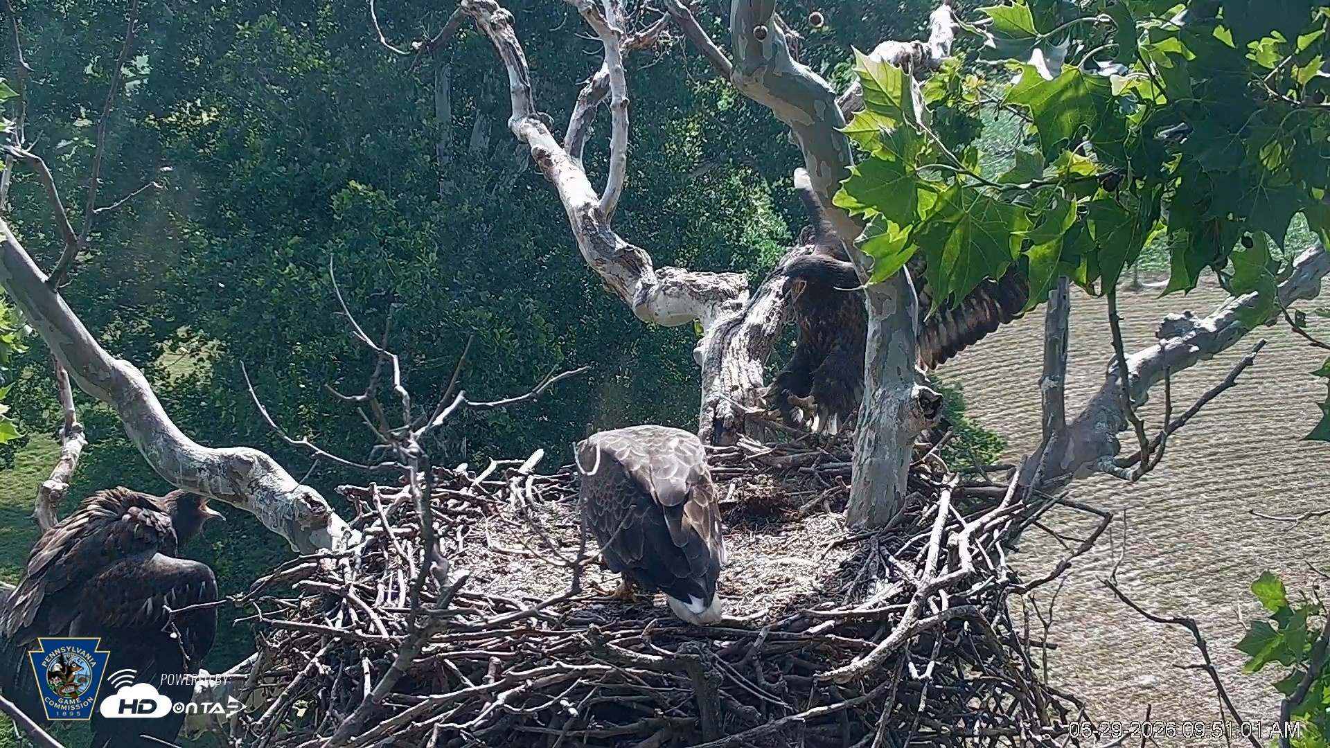 Snapshot of PA Farm Country Eagles Live Cams taken Jun 29, 2026, 9:52am EDT