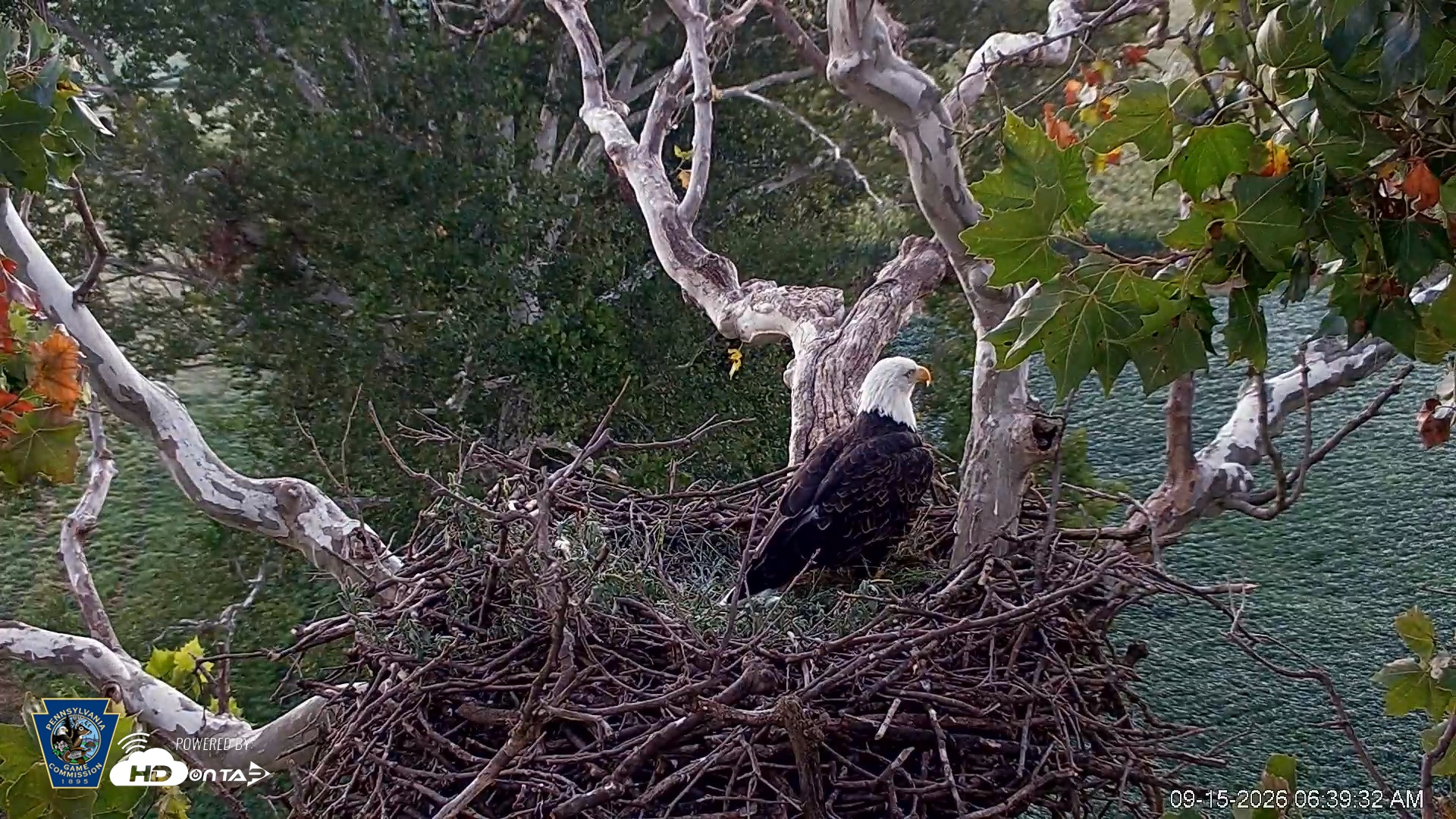 Snapshot of PA Farm Country Eagles Live Cams taken Sep 15, 2026, 6:40am EDT