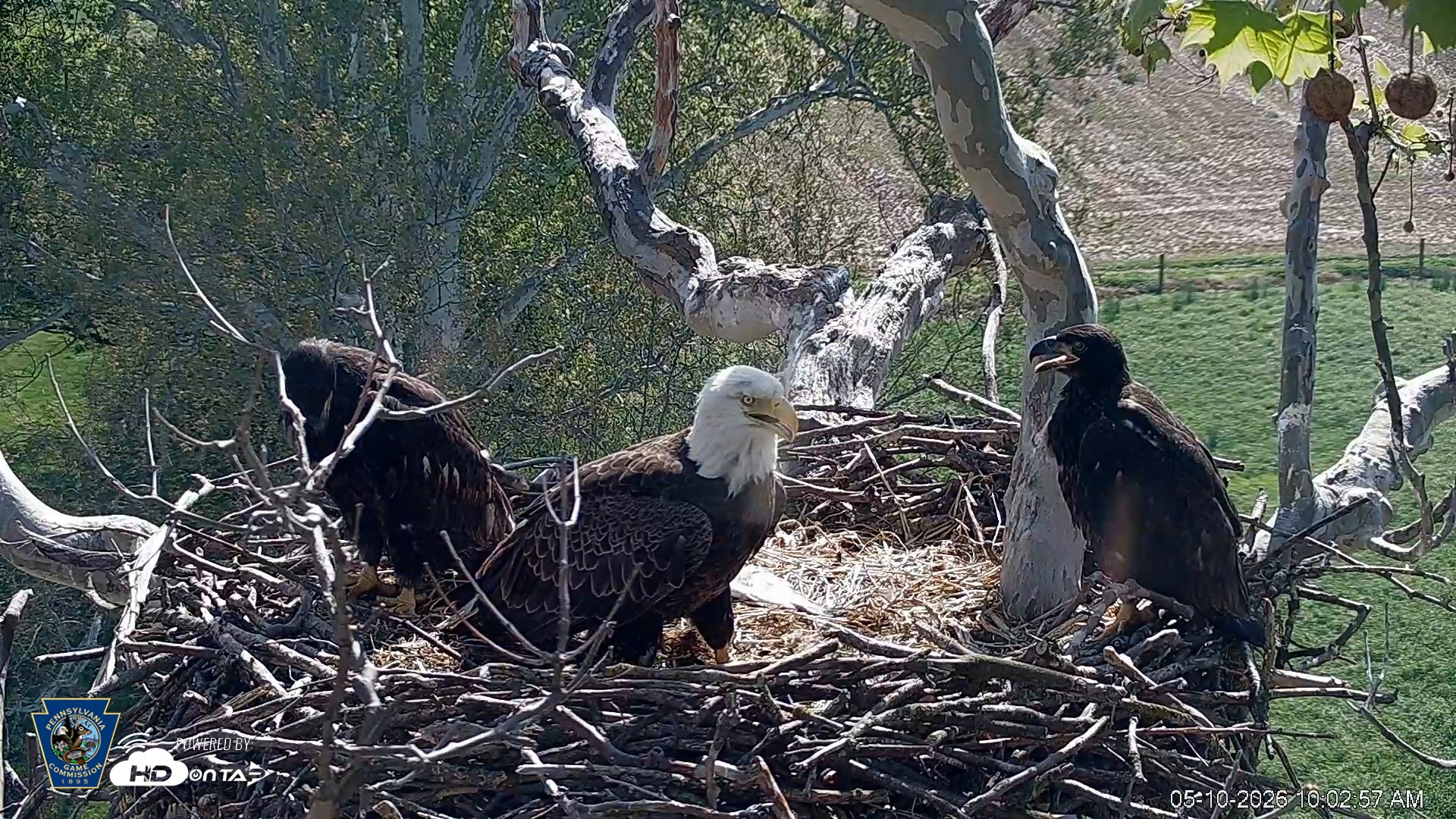 Snapshot of PA Farm Country Eagles Live Cams taken May 10, 2026, 10:03am EDT