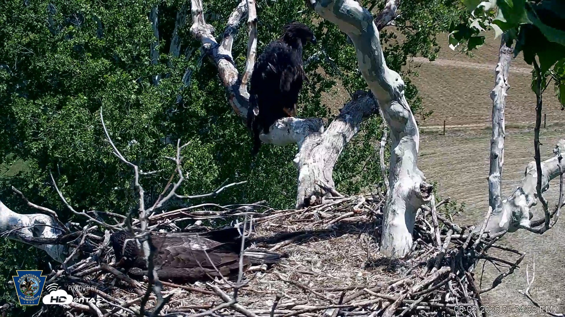 Snapshot of PA Farm Country Eagles Live Cams taken Jun 2, 2026, 1:34pm EDT