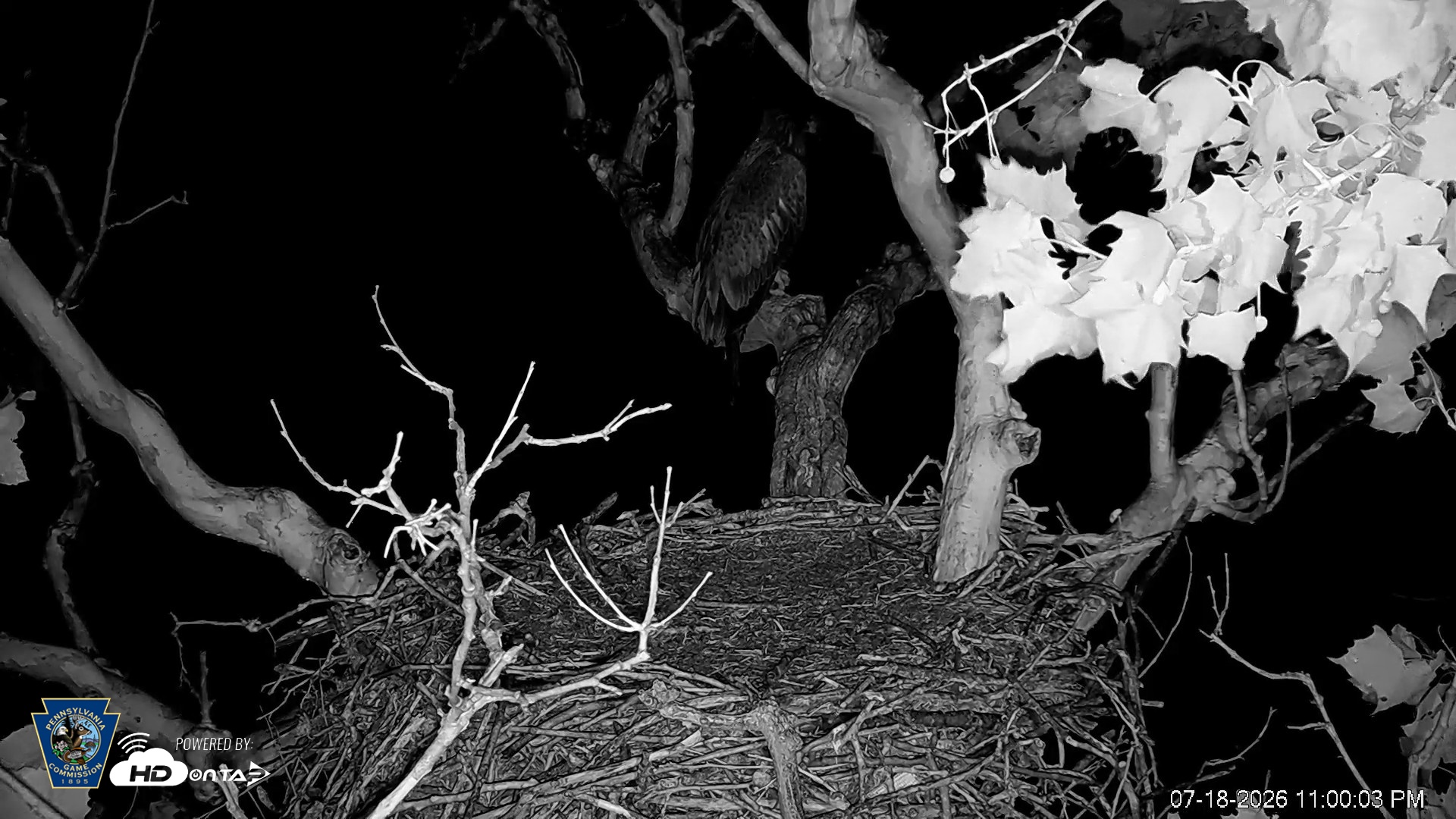 Snapshot of PA Farm Country Eagles Live Cams taken Jul 18, 2026, 11:01pm EDT