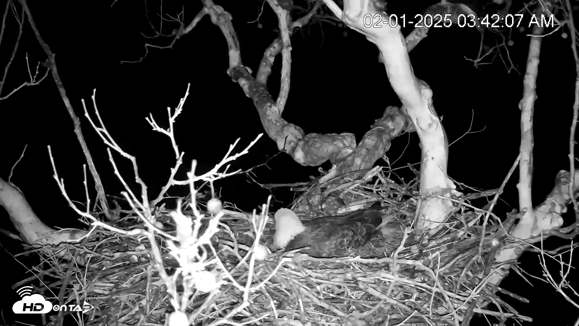 Snapshot of PA Farm Country Eagles Live Cams taken Feb 1, 2025, 3:42am EST