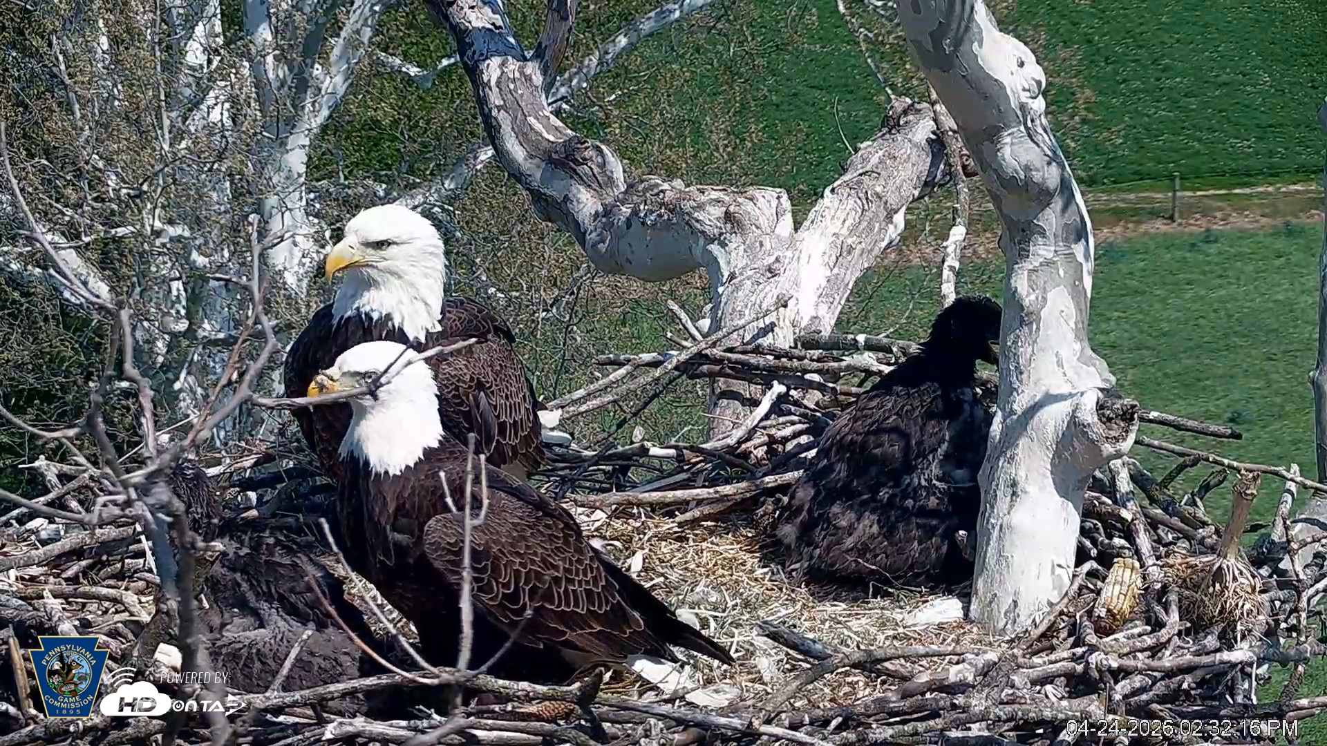 Snapshot of PA Farm Country Eagles Live Cams taken Apr 24, 2026, 2:33pm EDT