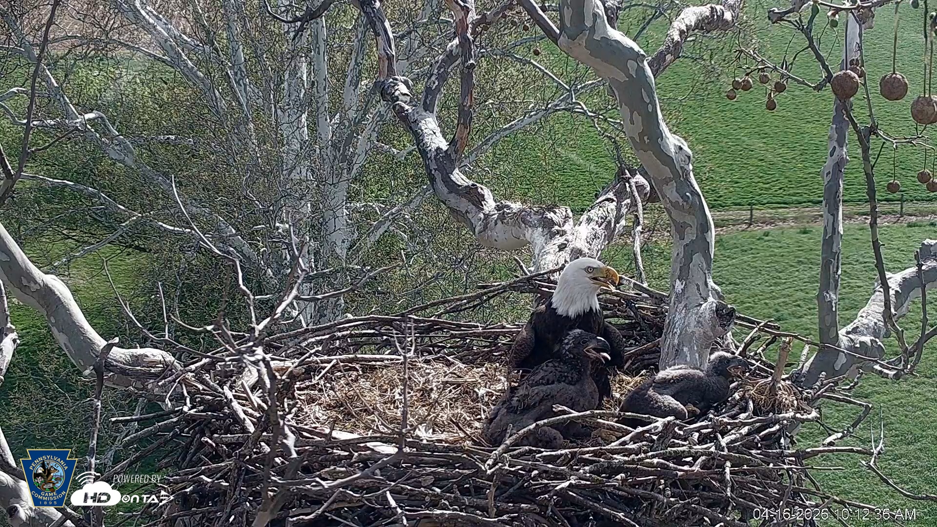 Snapshot of PA Farm Country Eagles Live Cams taken Apr 16, 2026, 10:13am EDT