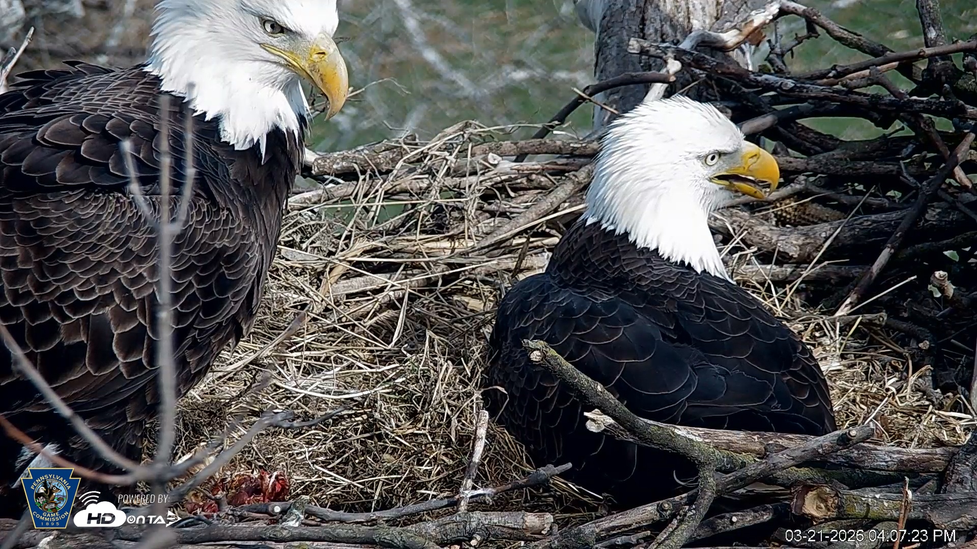 Snapshot of PA Farm Country Eagles Live Cams taken Mar 21, 2026, 4:08pm EDT