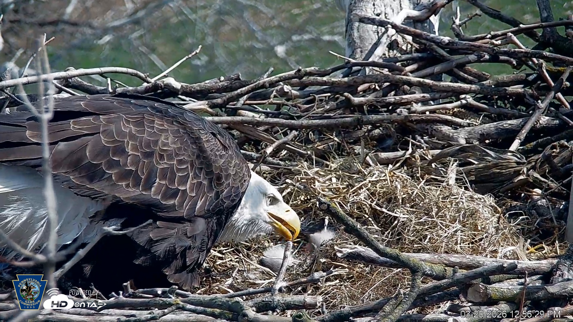 Snapshot of PA Farm Country Eagles Live Cams taken Mar 20, 2026, 12:57pm EDT